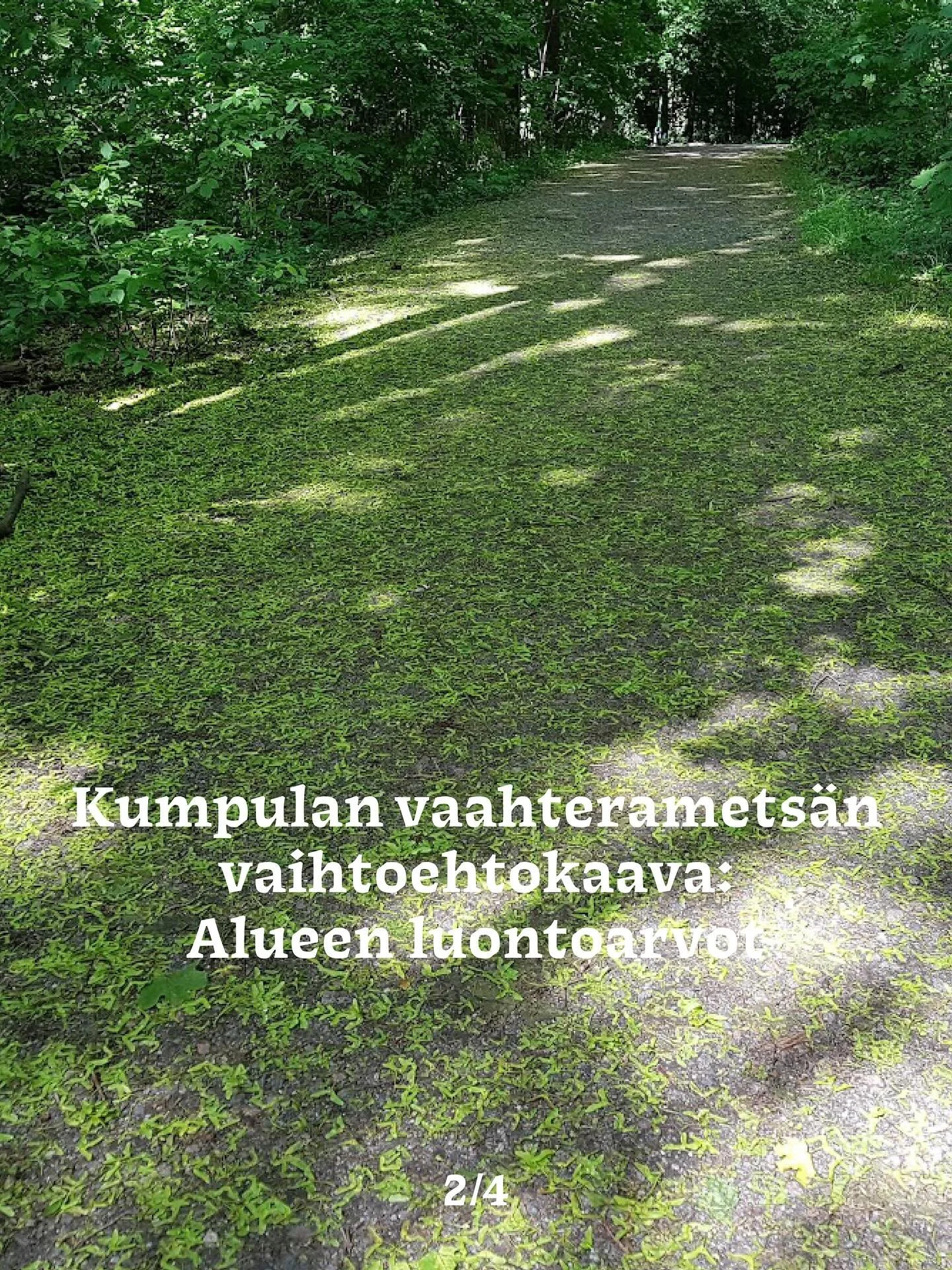 Kumpulan vaahteramets&auml;n vaihtoehtokaava: Luontoarvot

Kaavassa on tarkasteltu Kumpulan vaahteramets&auml;&auml; laajemmassa kontekstissa. Suunnittelualue on osa keh&auml;m&auml;ist&auml; ja monipuolista viherverkostoa, joka yhdist&auml;&auml; me