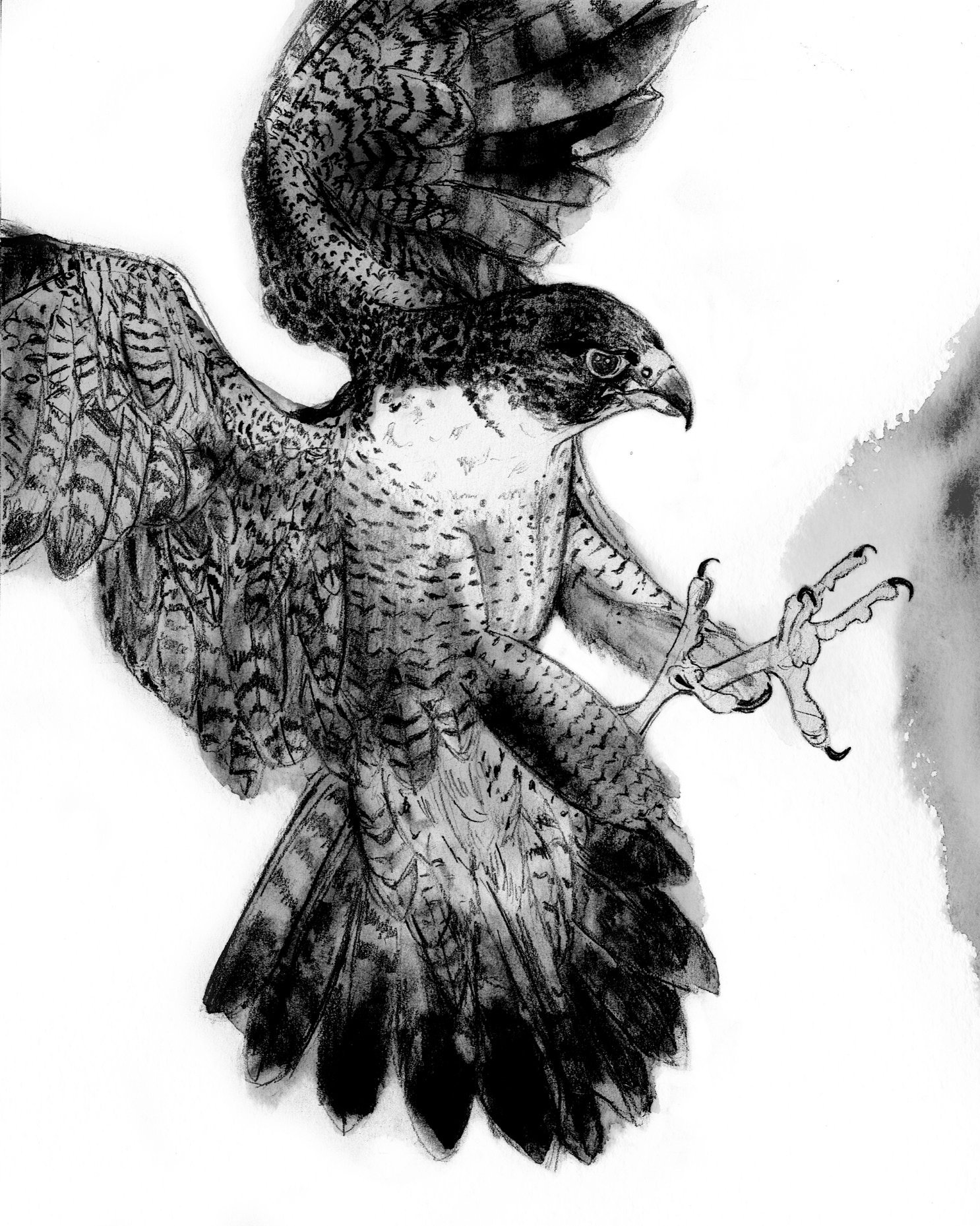 3.+The+Viking%2C+The+Falcon+and+the+Old+Man+of+Rathlin.jpg
