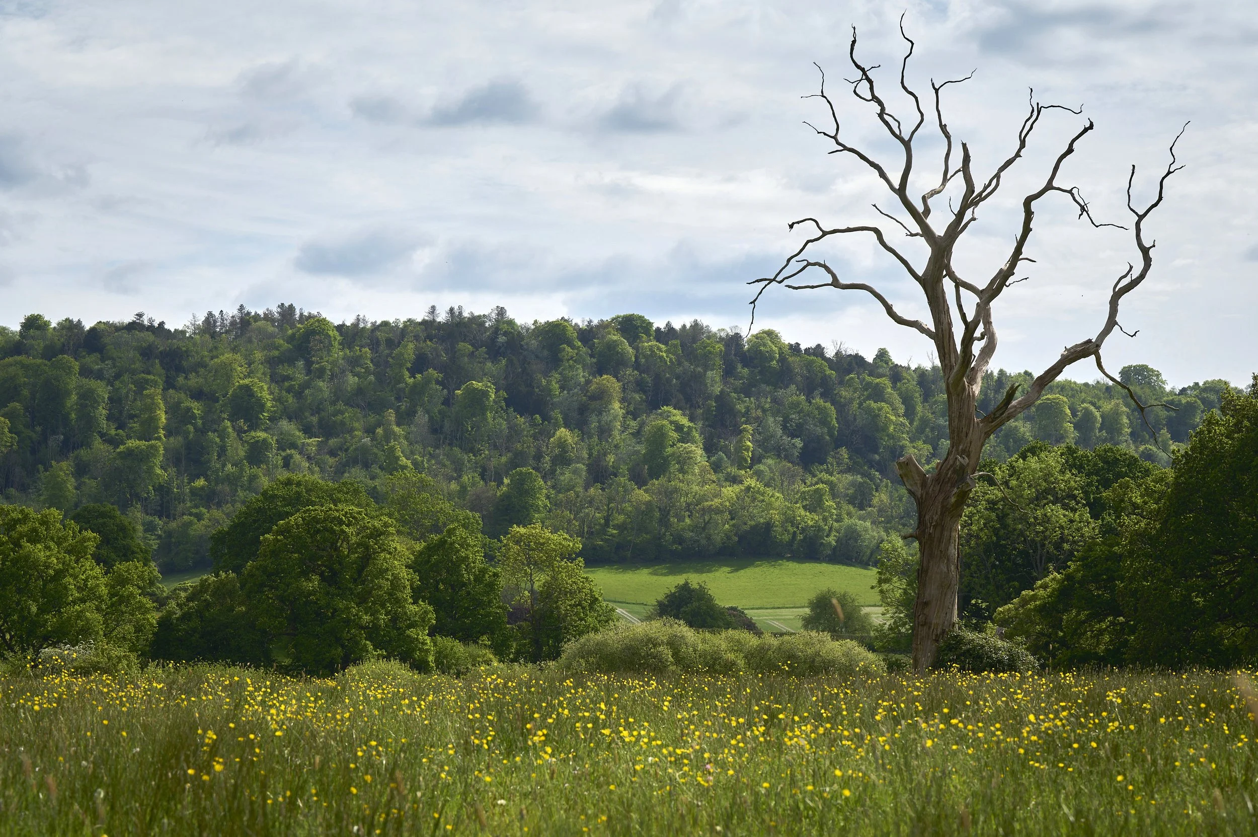 The_Woodcote_©SarahWeal_216.jpg