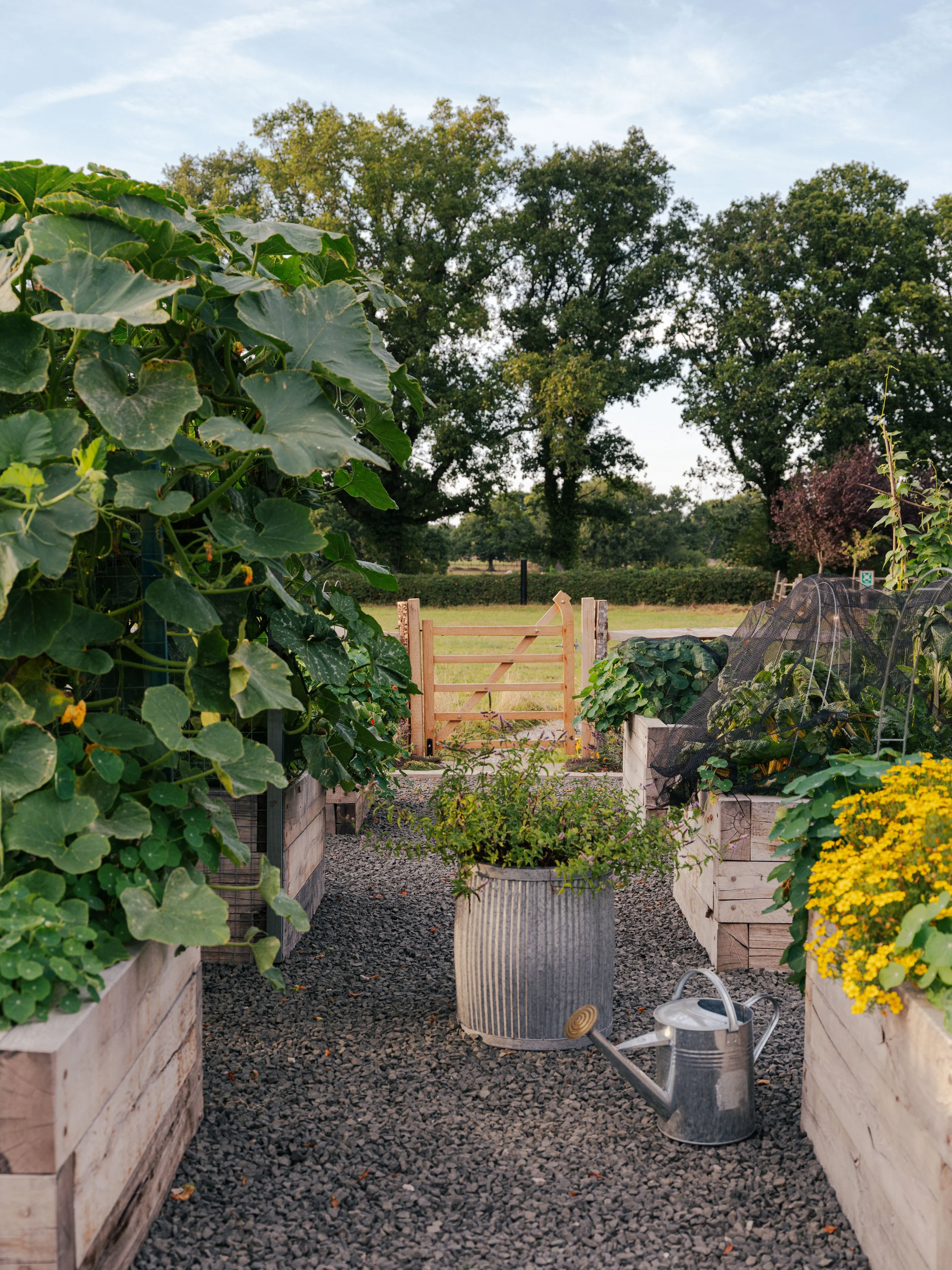 The kitchen garden at The Woodcote featuring raised wooden vegetable beds, squash plants, and a rustic wooden gate leading to the fields.