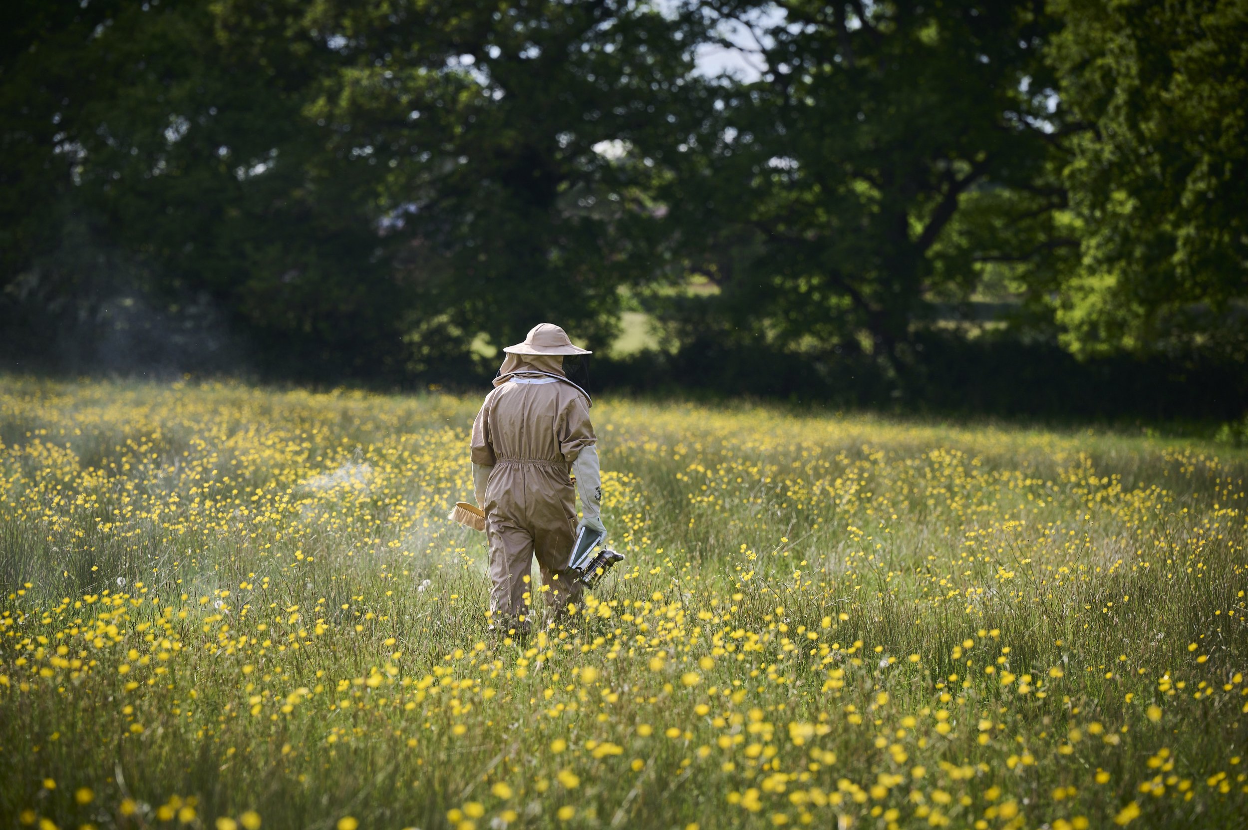 Beekeeper walking through a wildflower meadow at The Woodcote with a smoker, tending to the onsite hives for local honey production.
