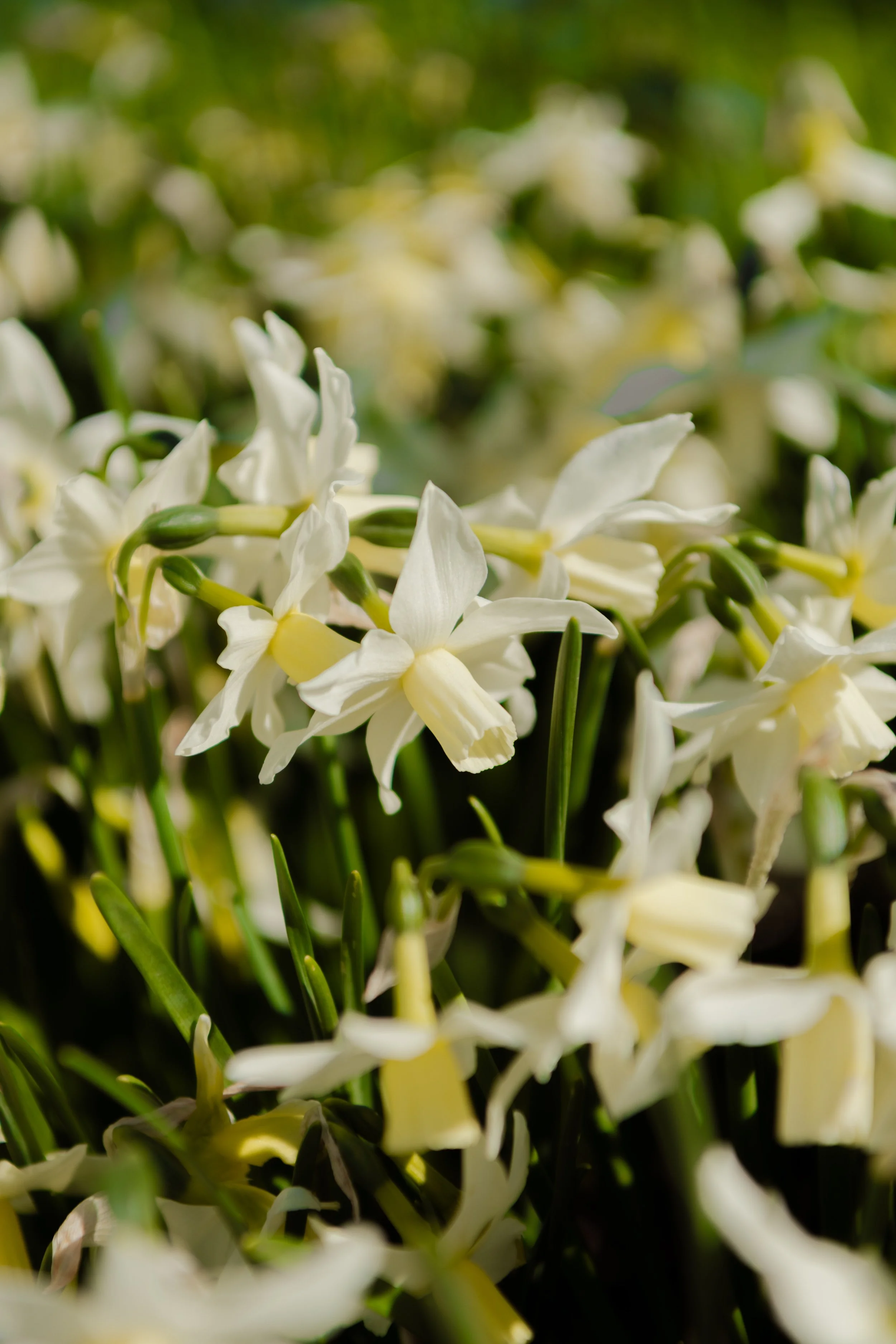 Spring flowers and white daffodils in the garden of The Woodcote for the Easter Weekend.