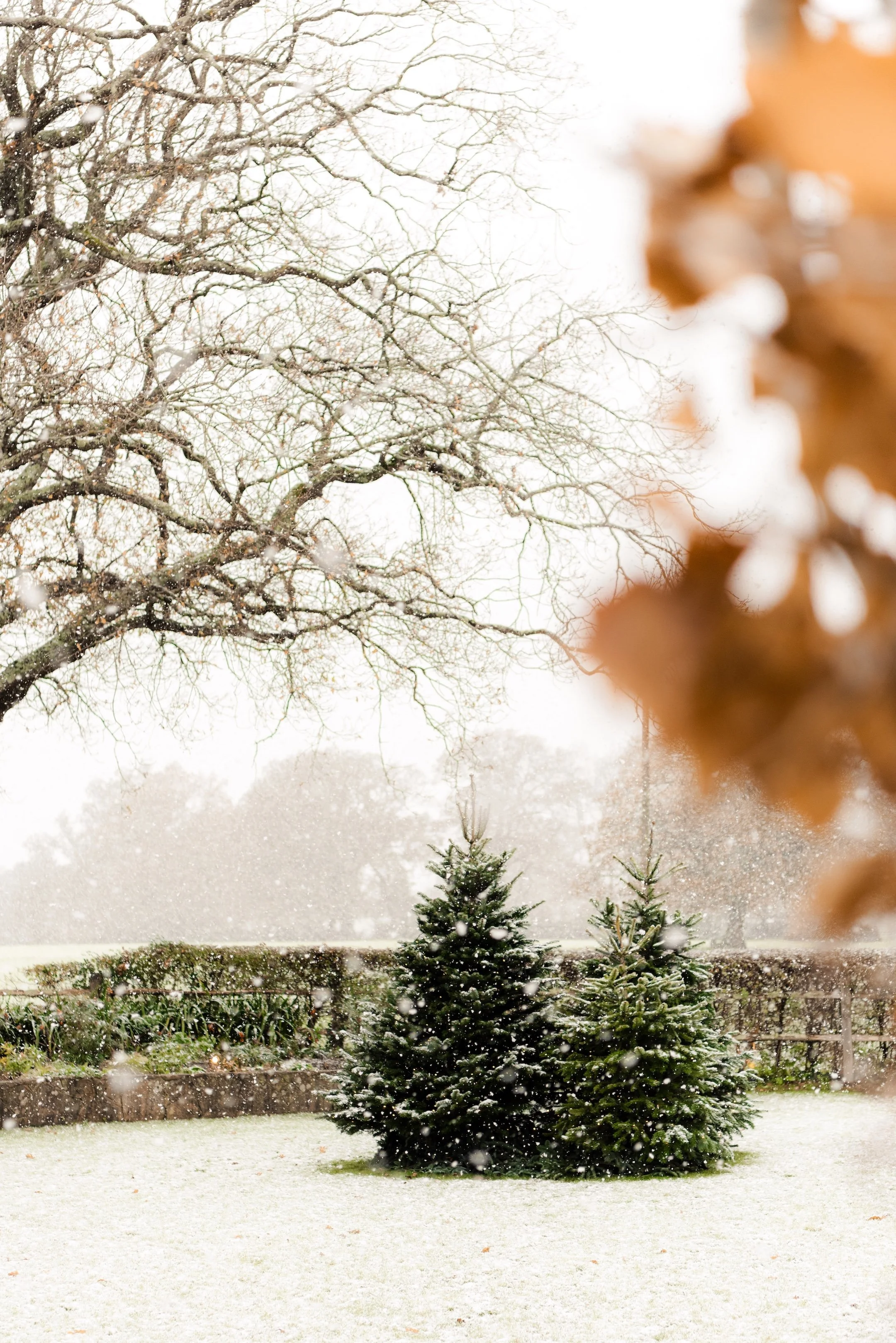 Snow falling over fir trees in the winter garden at The Woodcote in Graffham, West Sussex.
