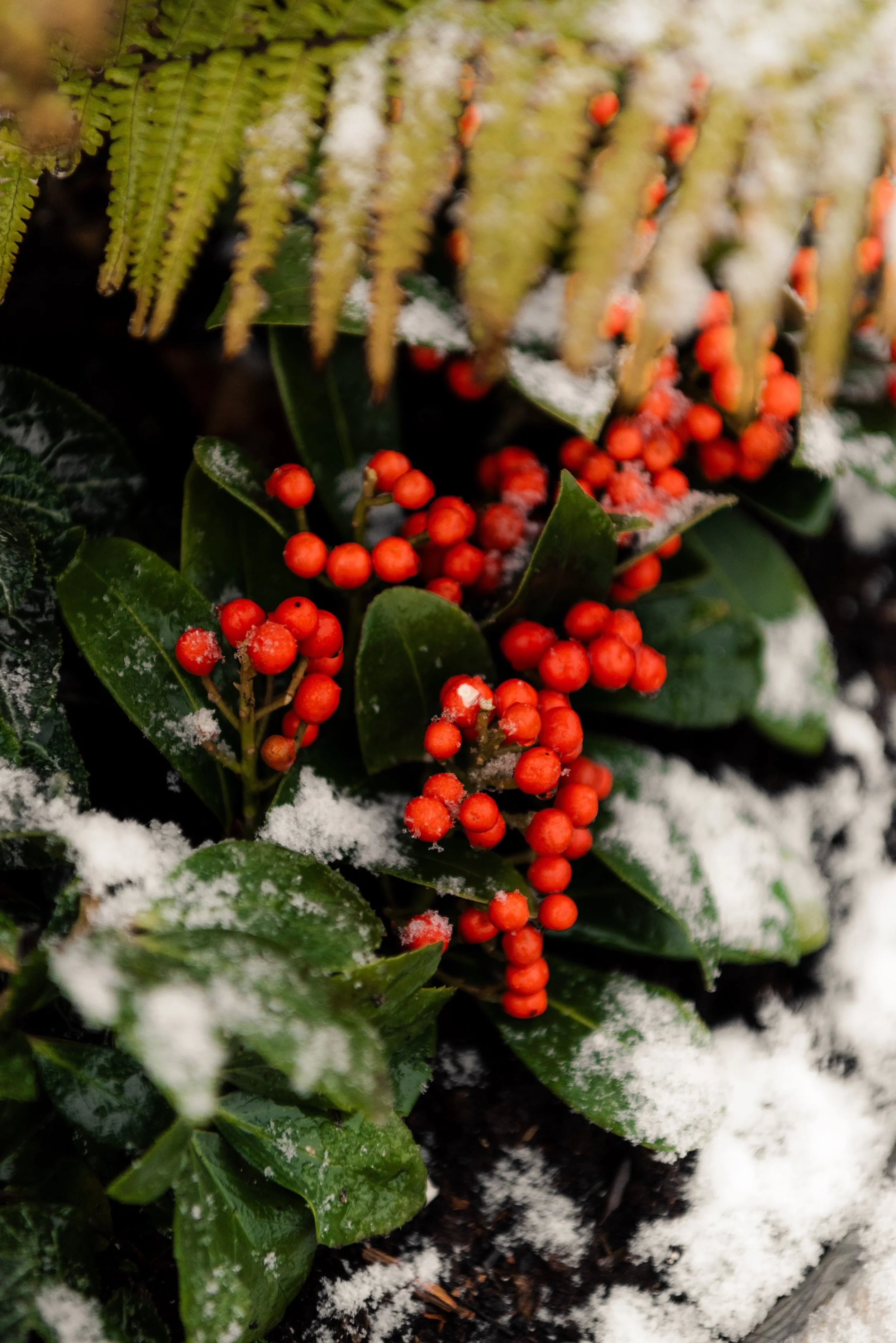 Snow-covered winter foliage and red berries at The Woodcote in Graffham, West Sussex.