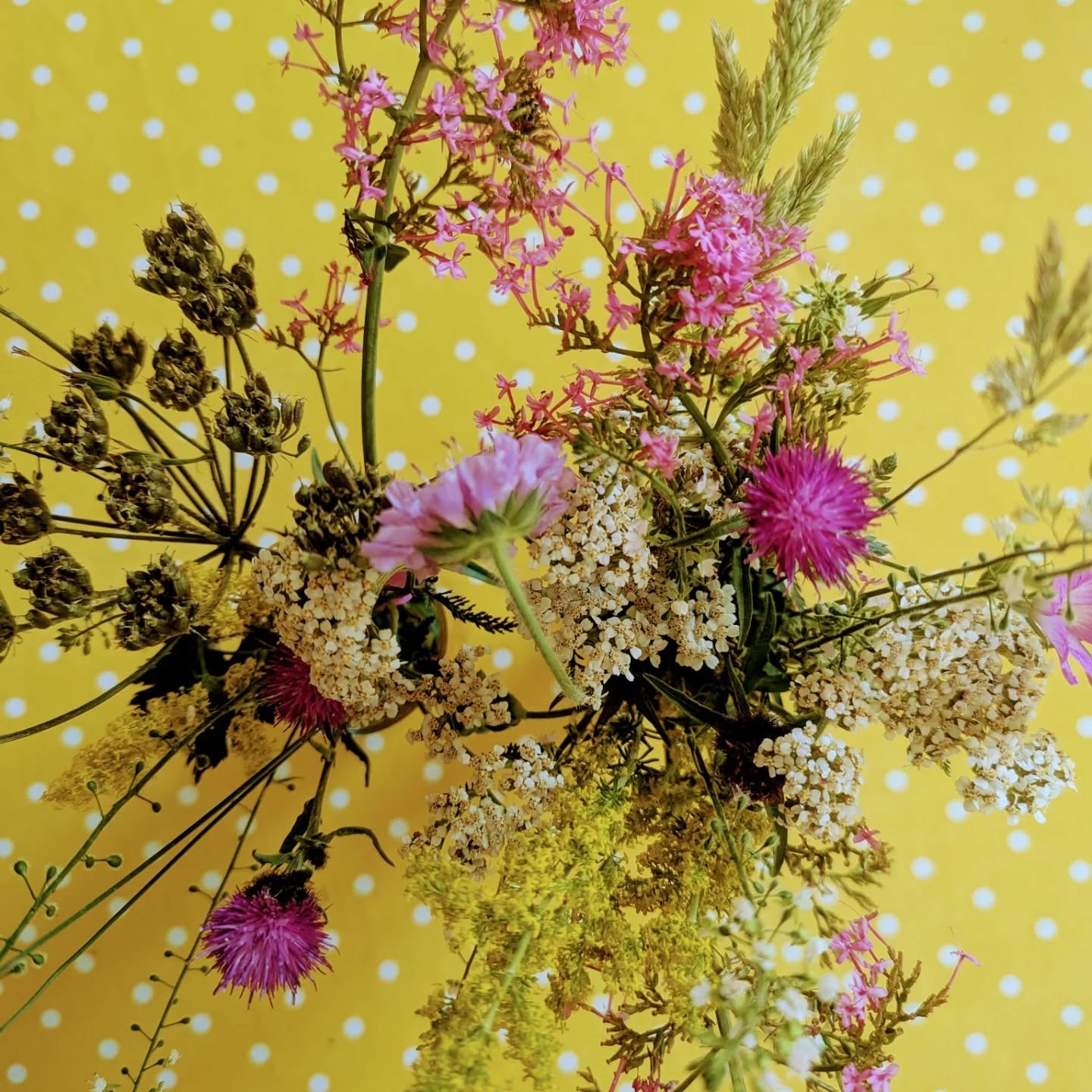 Ready for my wild flower drawing session at Rush Hill Mews Care home this afternoon....we're going to try drawing these beauties in charcoal, chalk pastels and fine liner...gathered from the side of the cycle path on the way home from school 🌻🌸💖 #