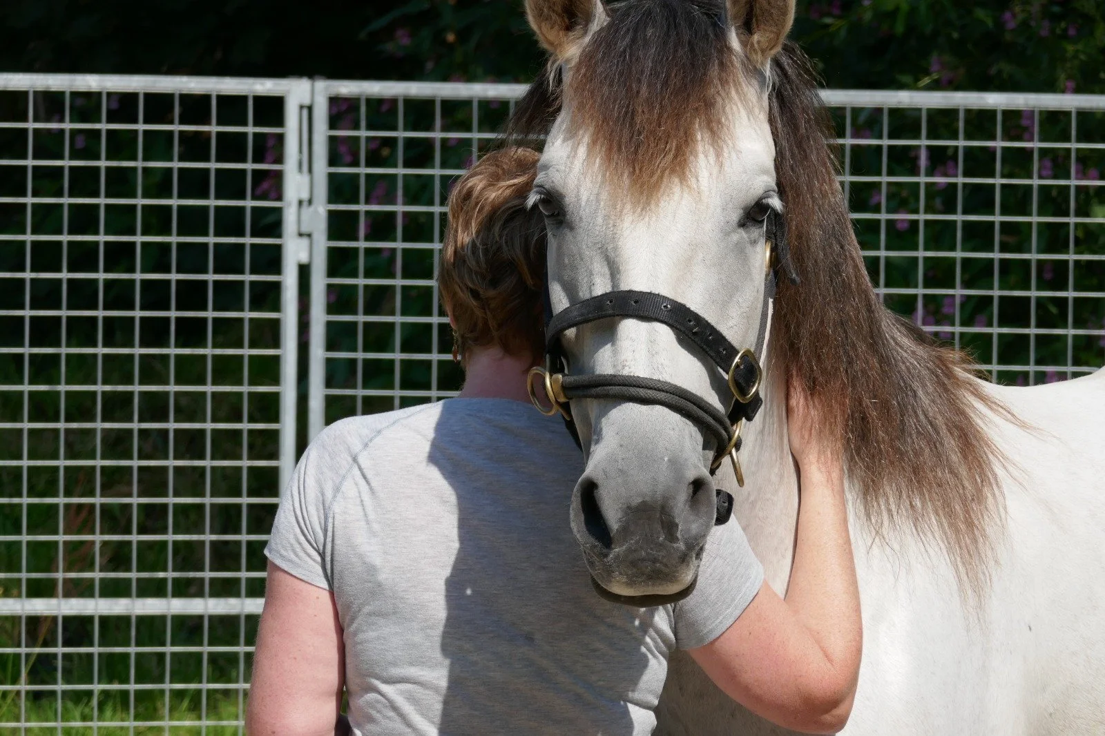 Person umarmt ein weißes Pferd mit braunem Mähnen vor einem Gitterzaun.