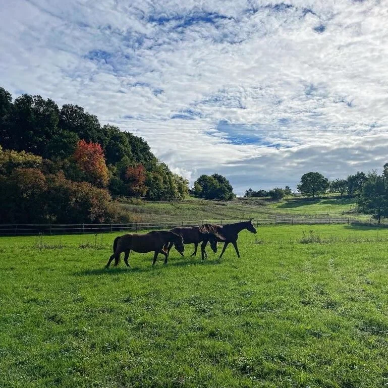 Grüner Wiesenhof mit drei schwarzen Pferden, umgeben von Bäumen, unter einem bewölkten Himmel.