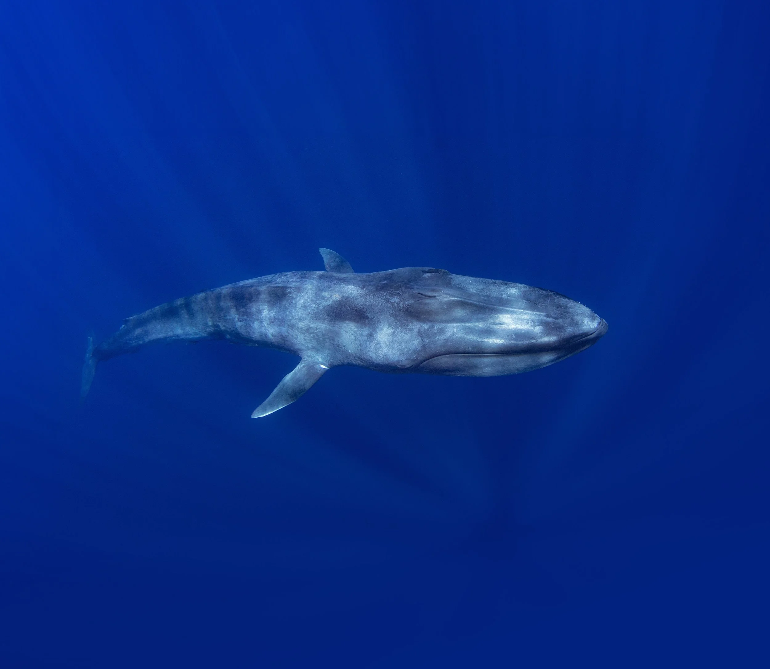 Blue-Whale-Sponosrship-tier-background.jpg