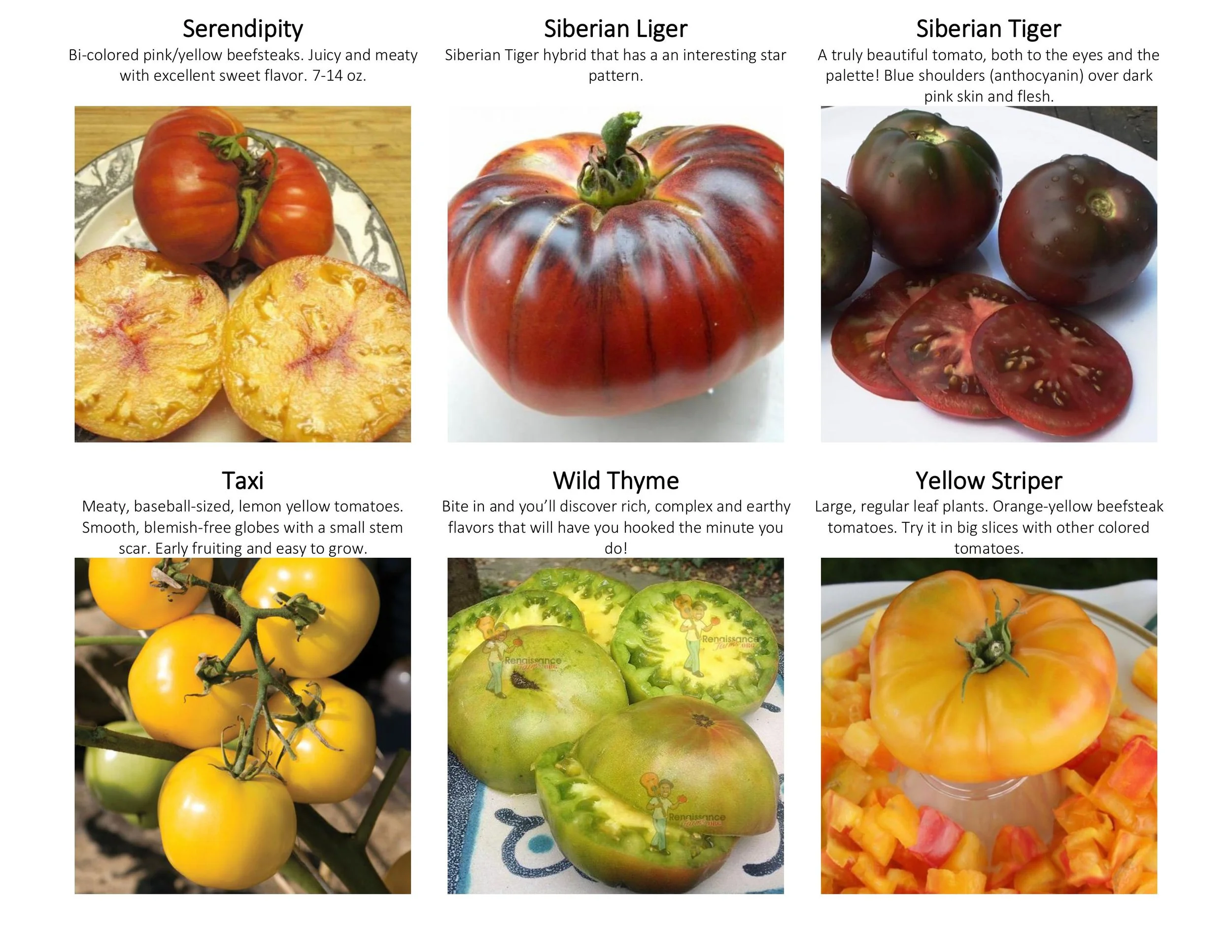 tomato catalogue with guide-images-6.jpg