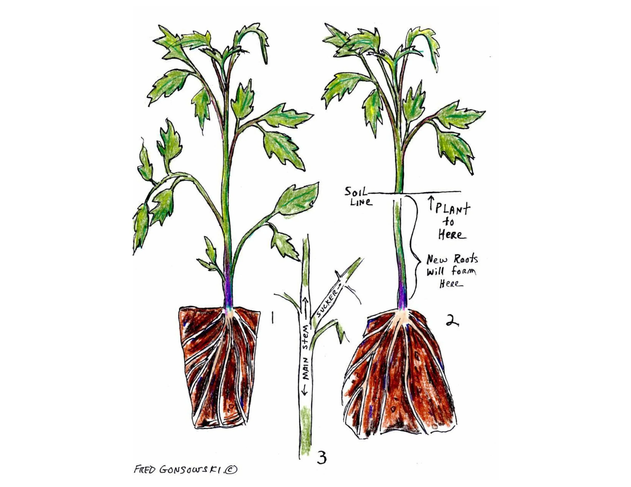 tomato catalogue with guide-images-8.jpg