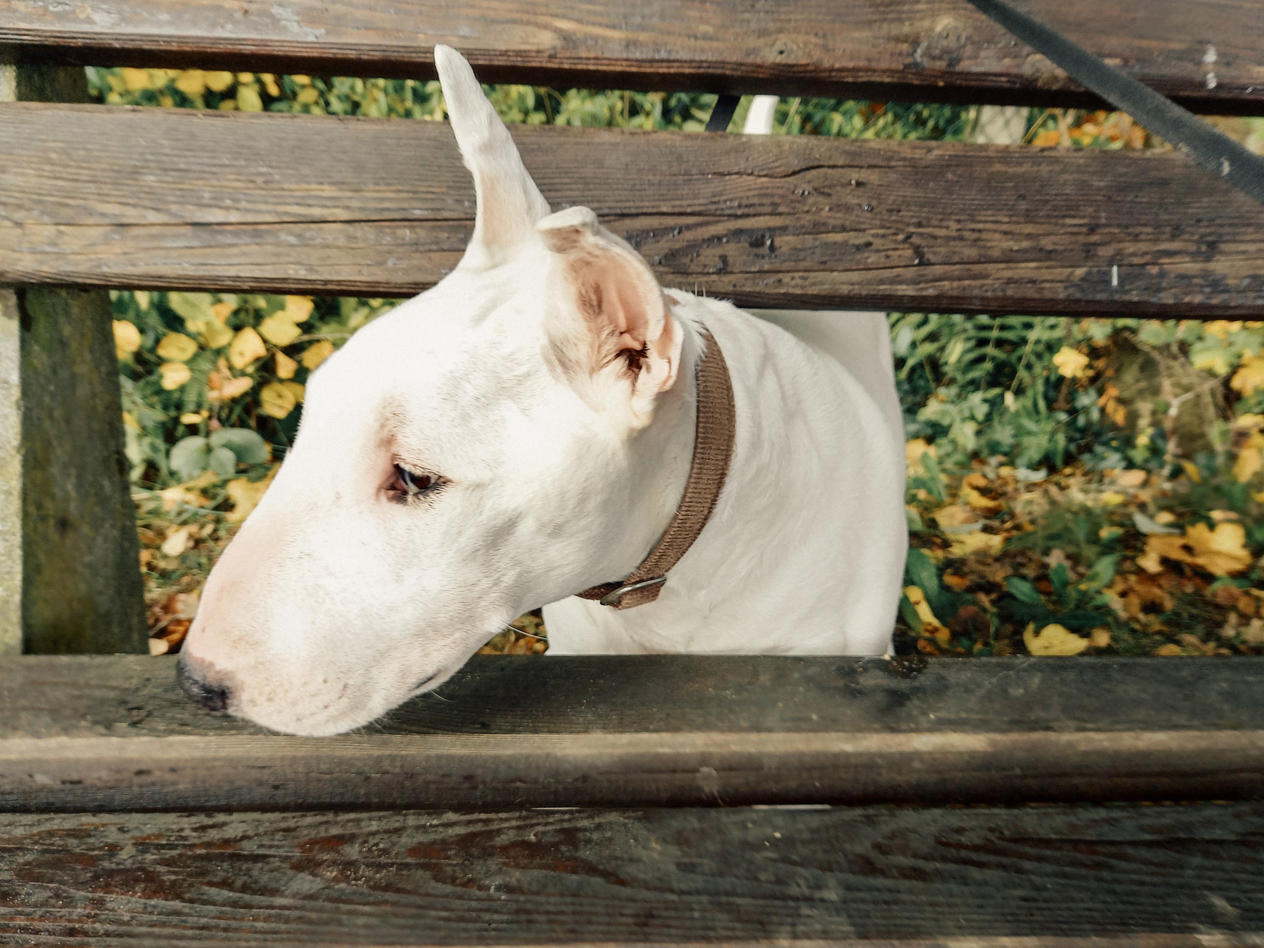 Bullterrier immer gern im Training