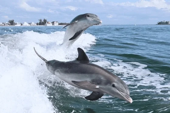 Meet the Ocean’s Most Playful Residents: Dolphin Adventure Cruise