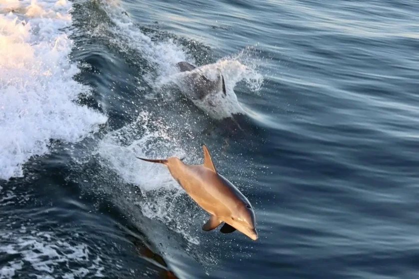 Why Luxury Yacht Dolphin Cruises Offer an Unforgettable Florida Experience