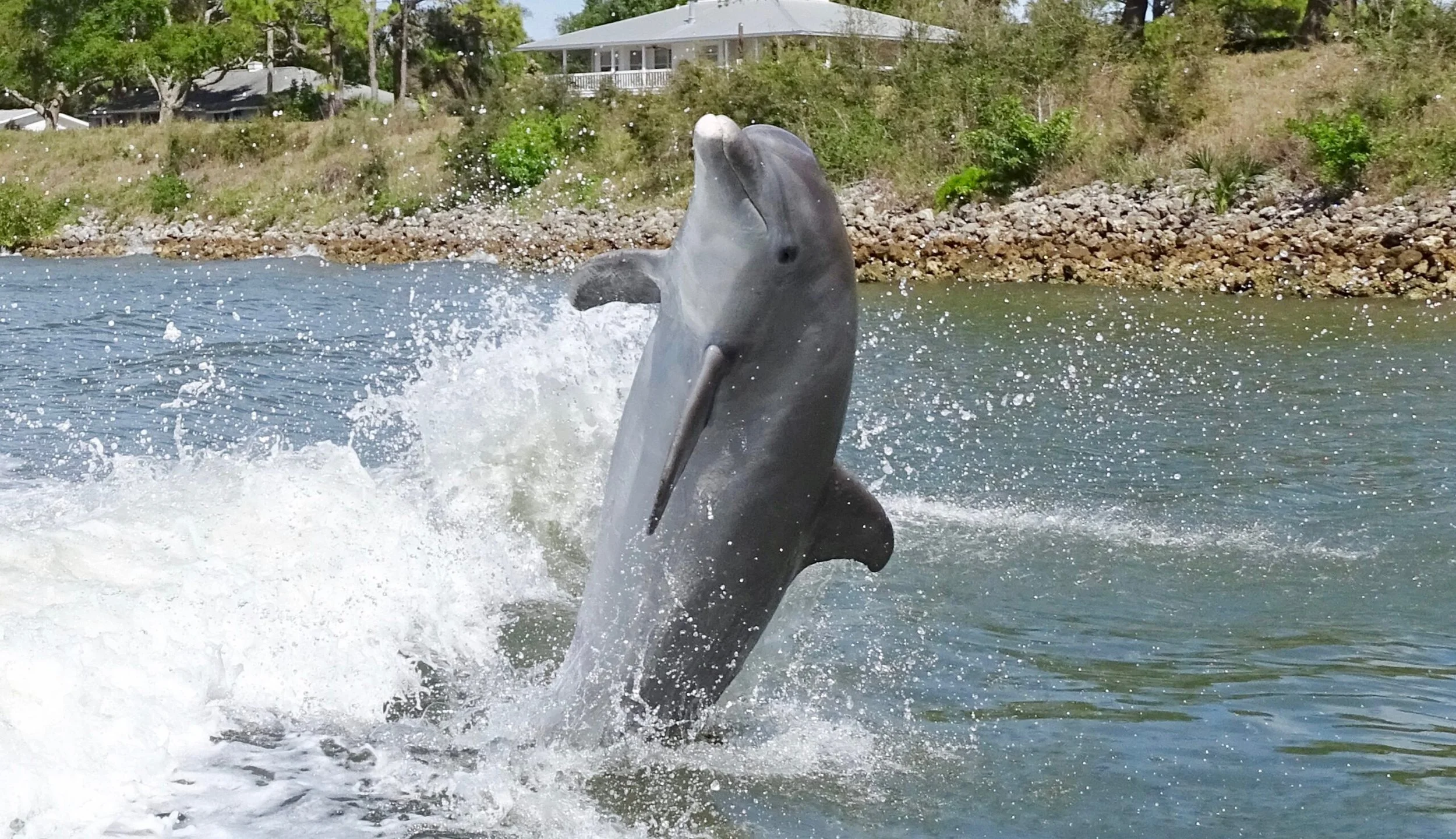 Dolphin jumping out of the water near a shoreline with trees and a house in the background.