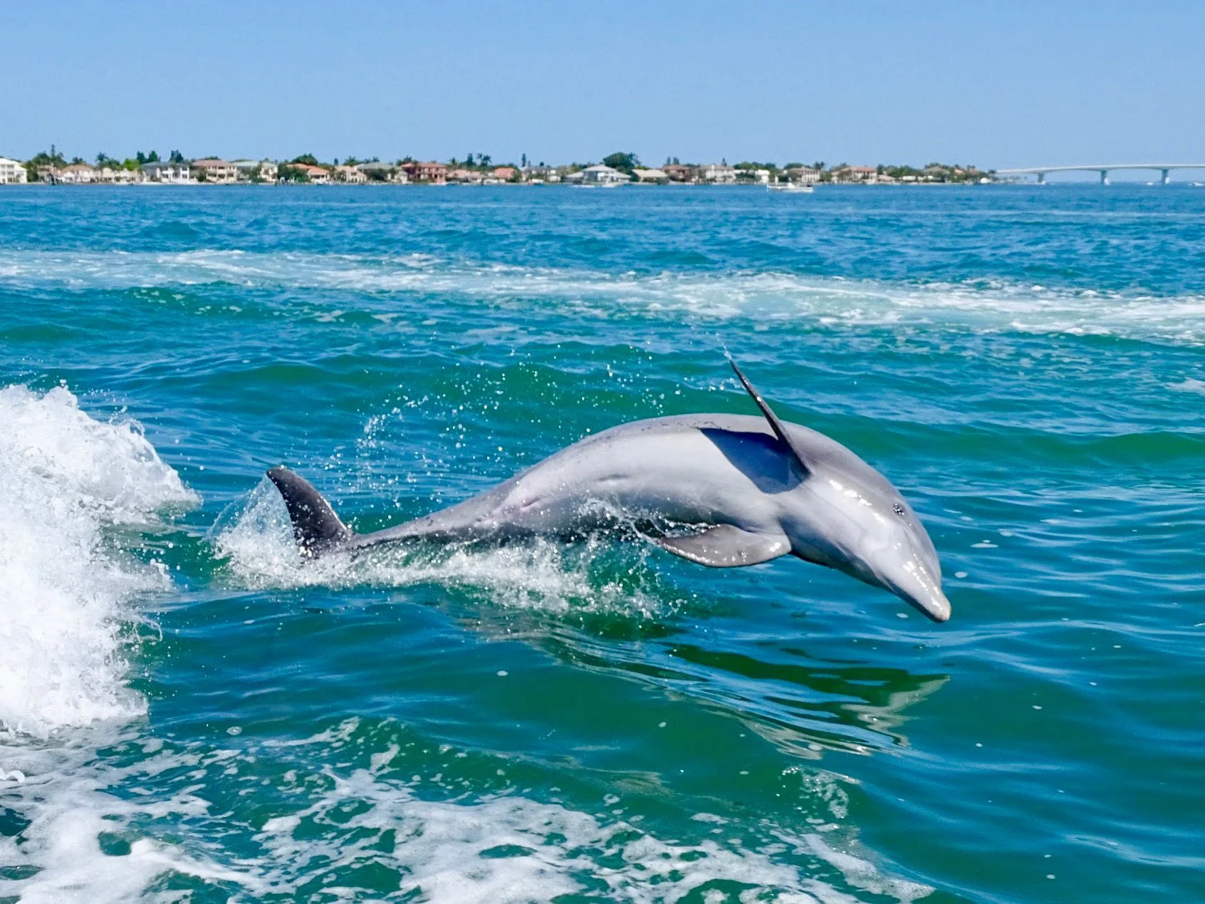 Dolphin jumping out of the ocean near a coastal area with buildings and a bridge in the background.