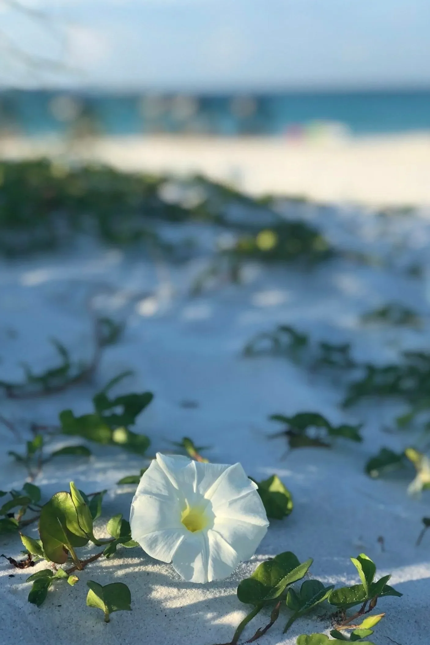 Burial at Sea – Sarasota – white flower laid gently on sandy shoreline as tribute.