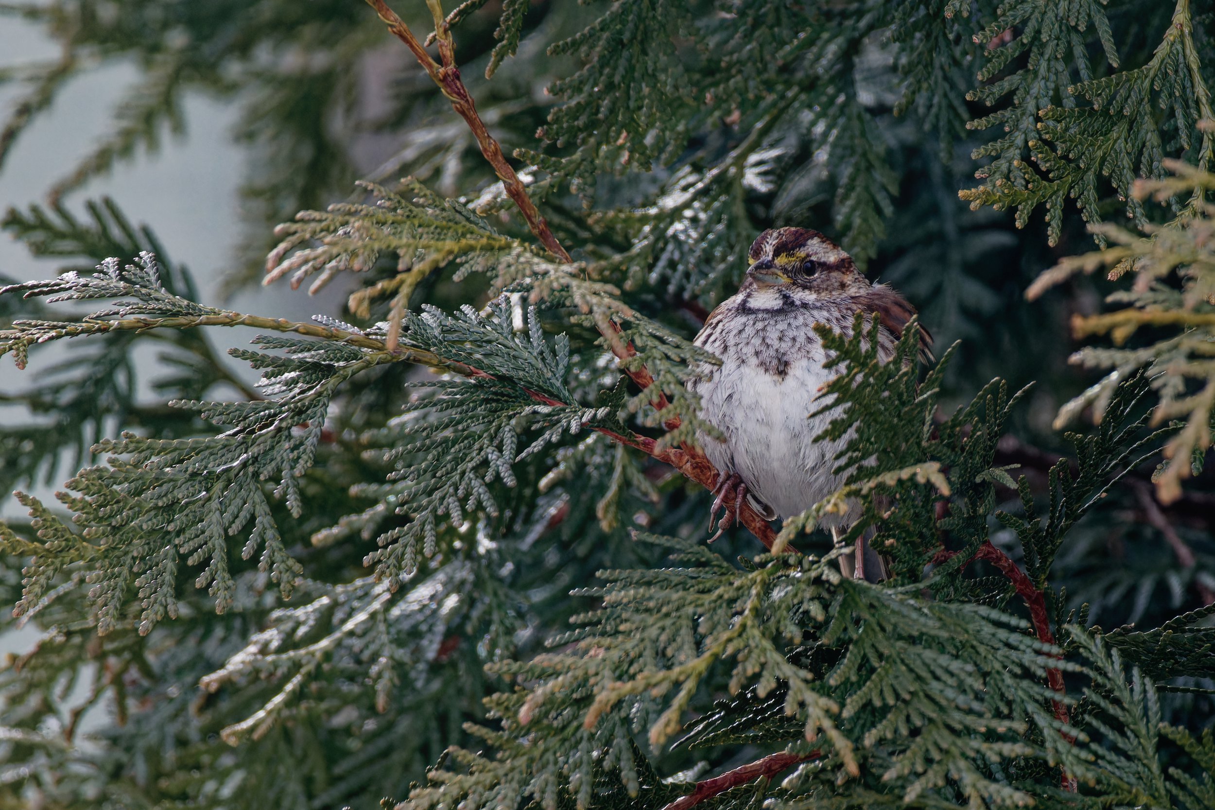 White-Throated Sparrow (1).jpg