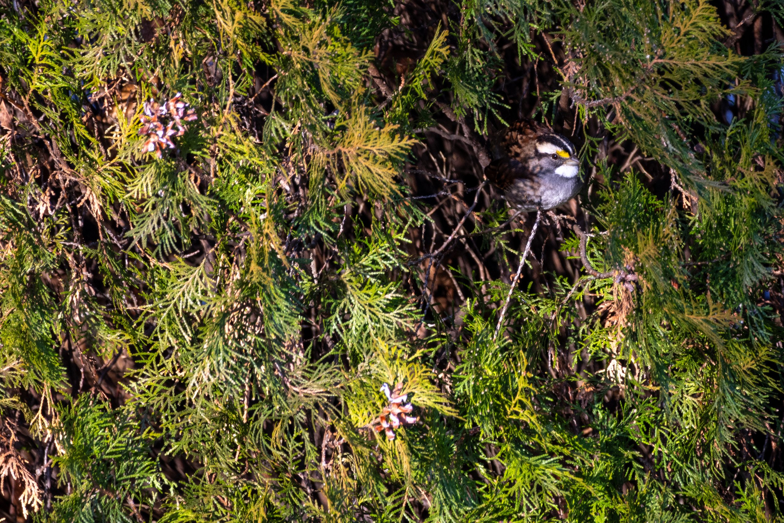 White-Throated Sparrow (3).jpg