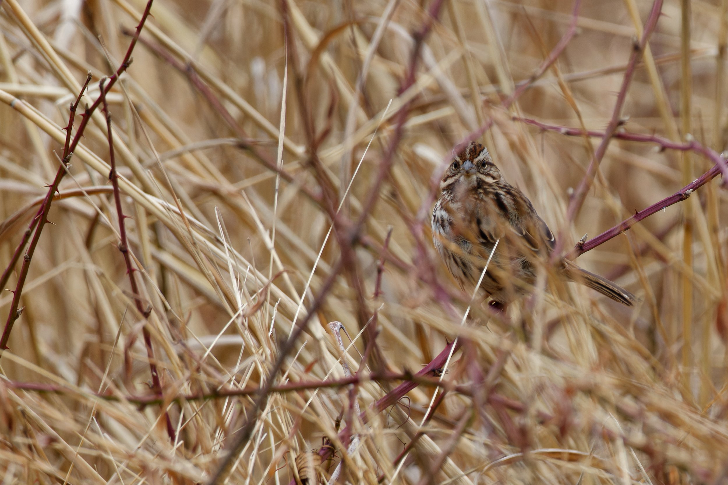 Song Sparrow (2).jpg