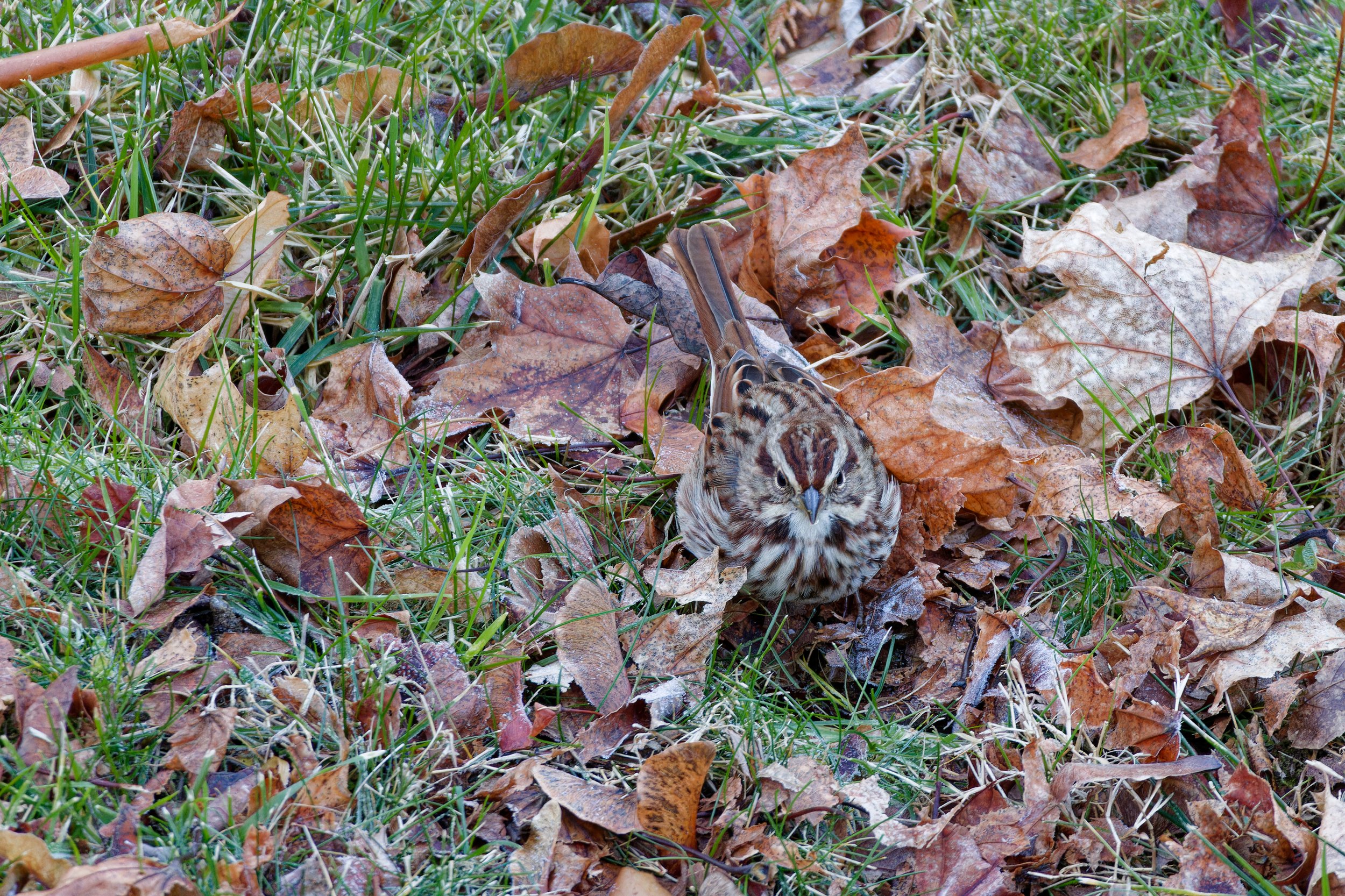 Song Sparrow (1).jpg