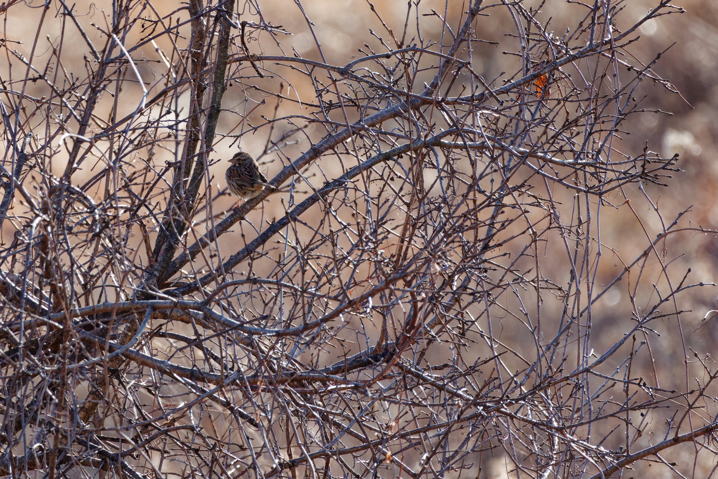 Song Sparrow (4).jpg