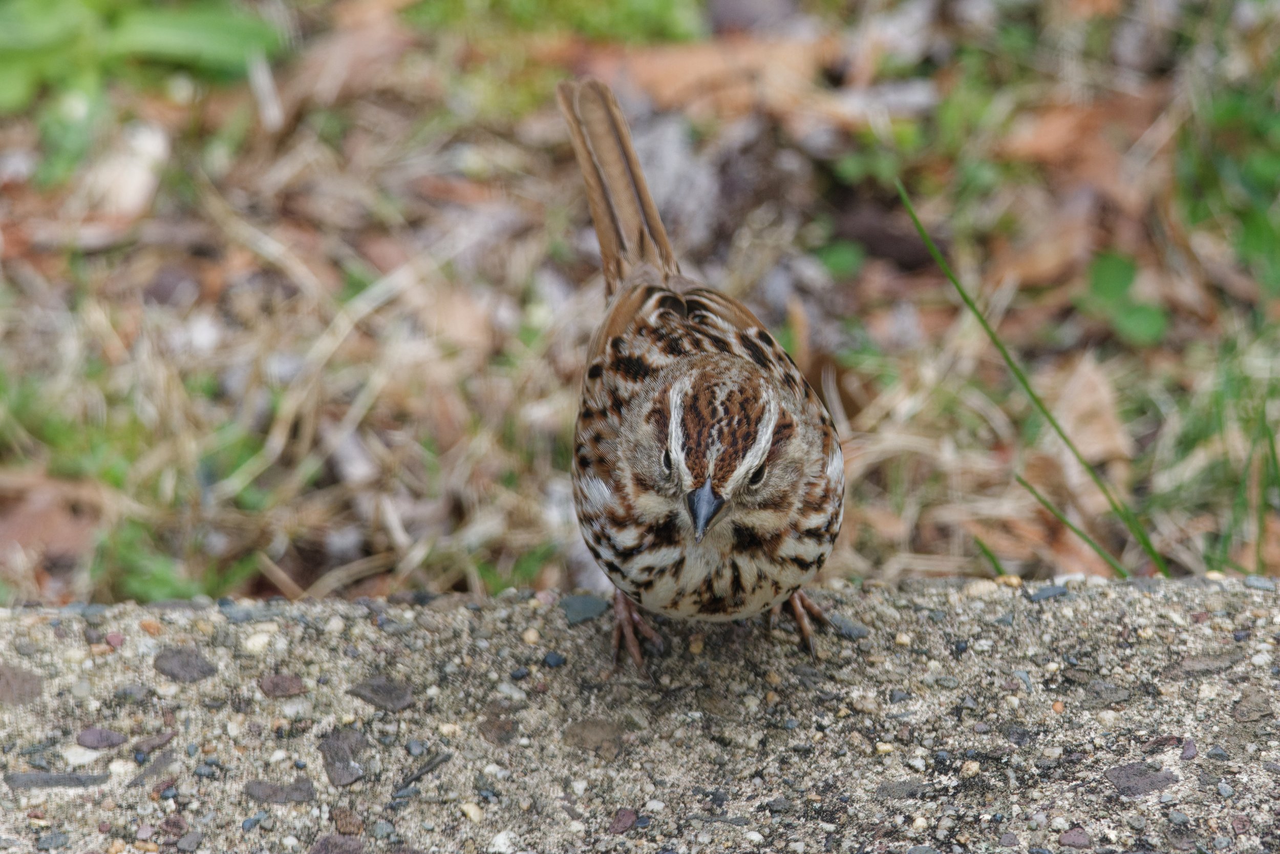 Song Sparrow (5).jpg