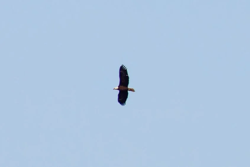 Bald Eagle (1).jpg