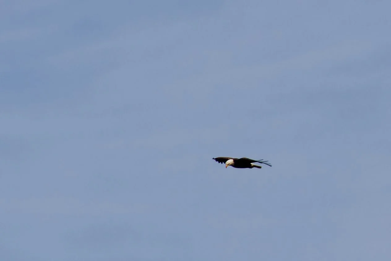 Bald Eagle (2).jpg