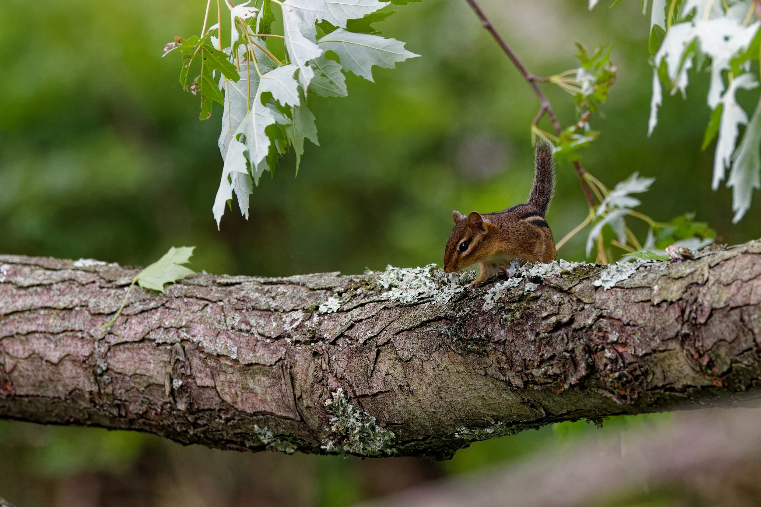 Eastern Chipmunk (1).jpg