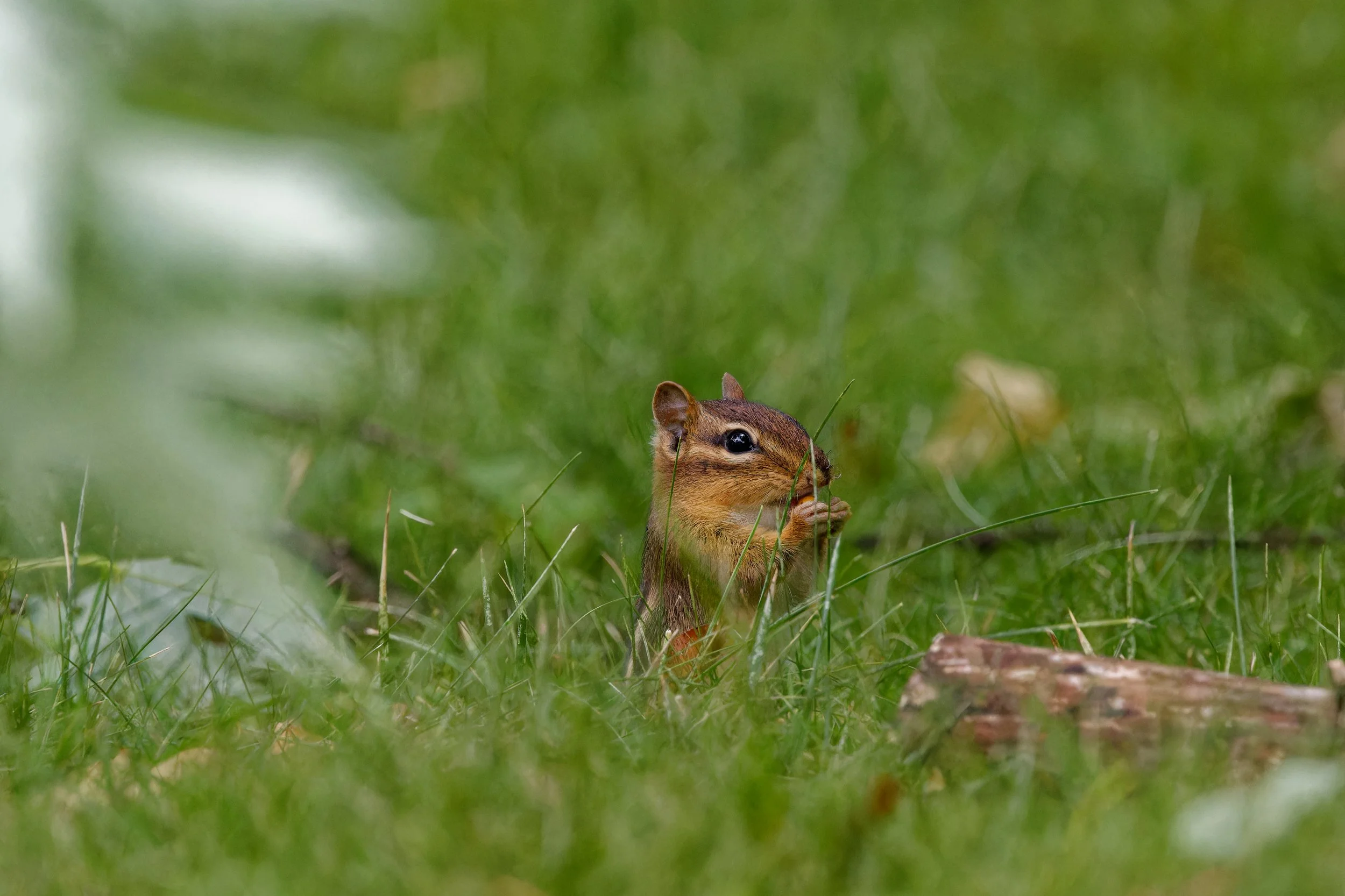 Eastern Chipmunk (3).jpg