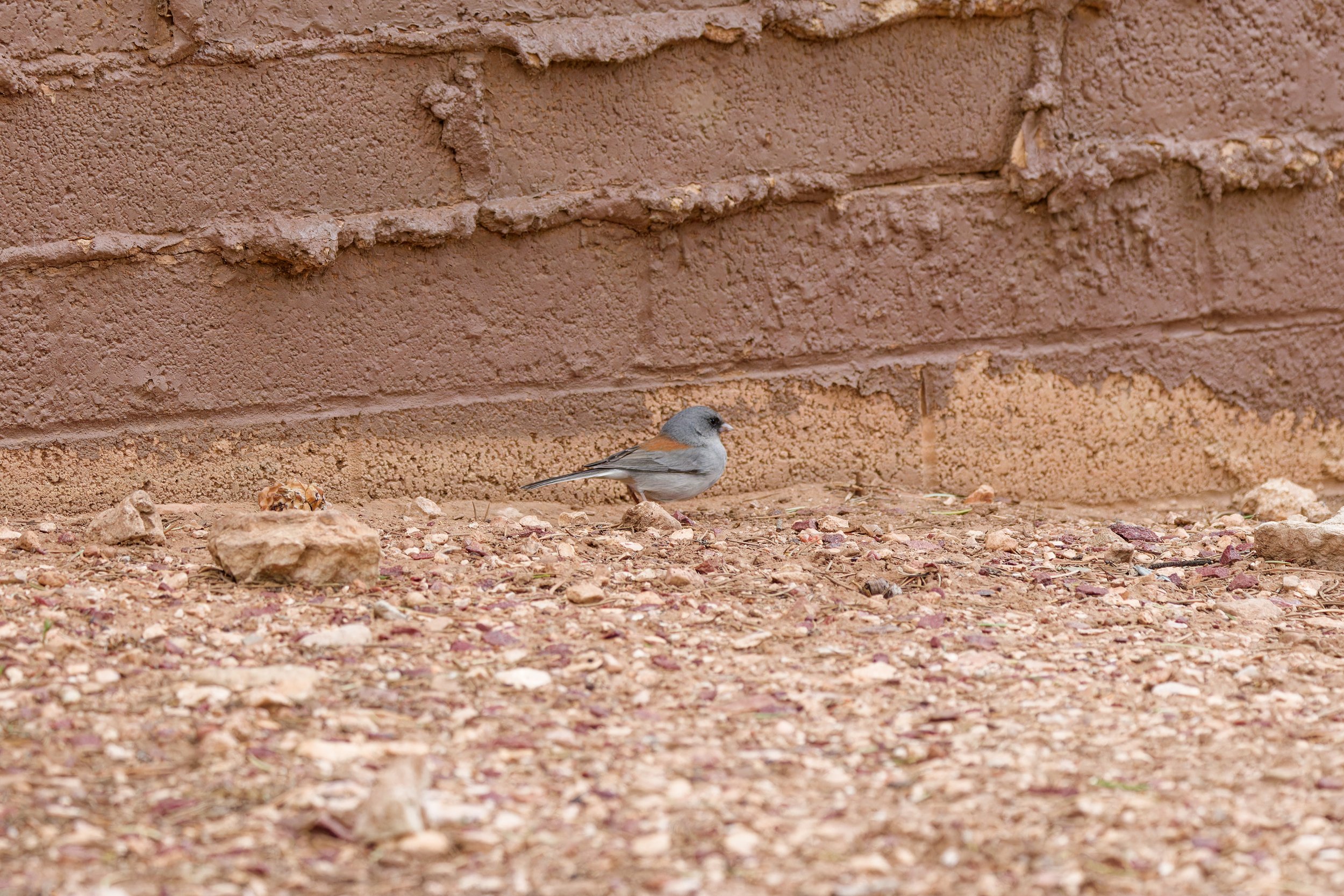 Dark-eyed Junco (4).jpg
