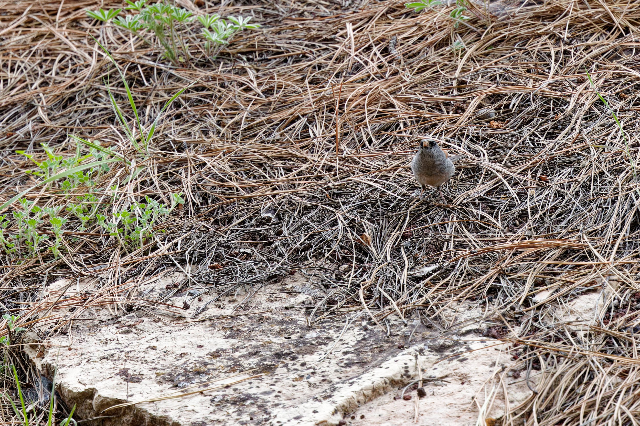 Dark-eyed Junco (5).jpg