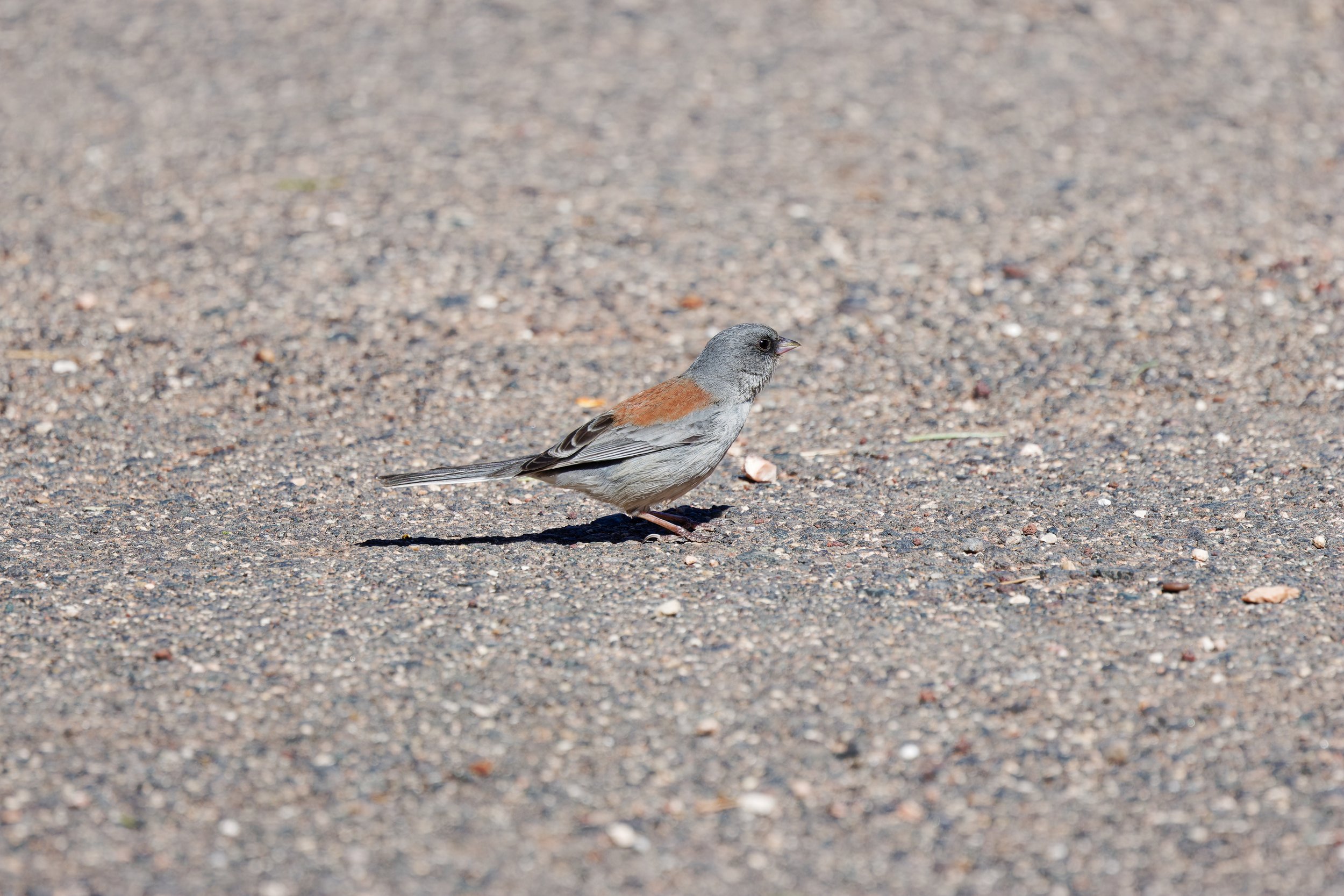 Dark-eyed Junco (7).jpg