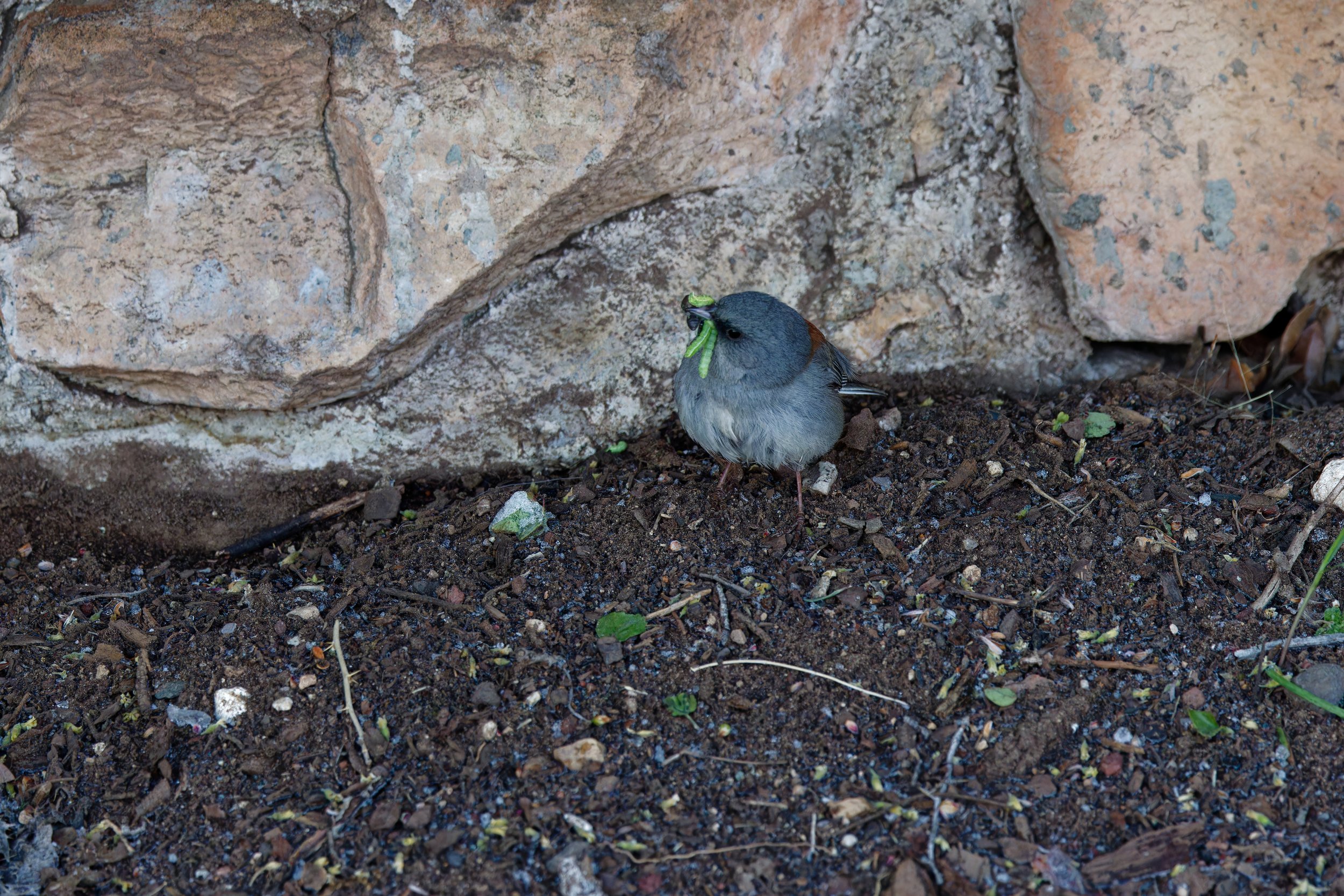 Dark-eyed Junco (6).jpg