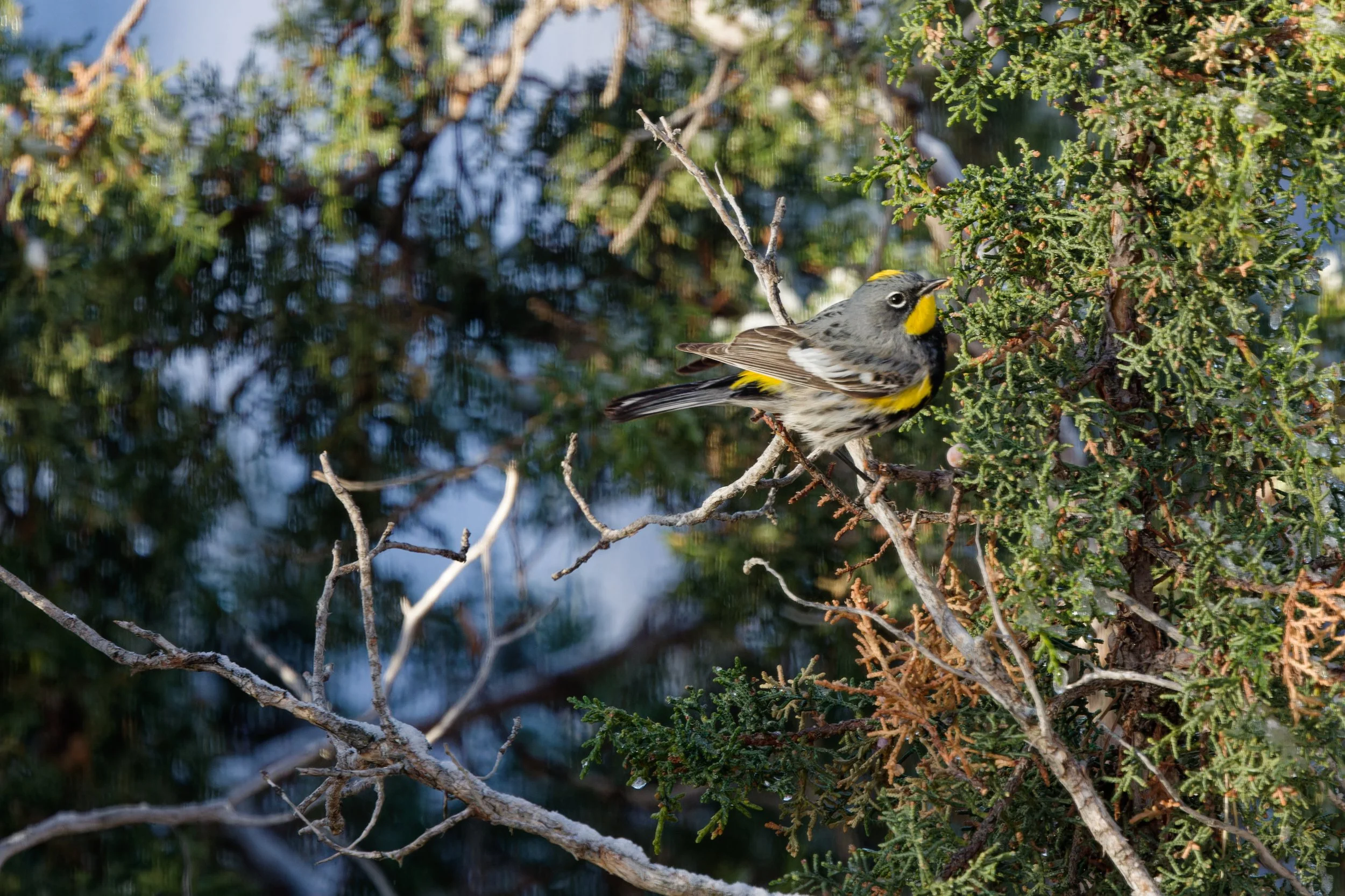AudubonsWarbler (2).jpg