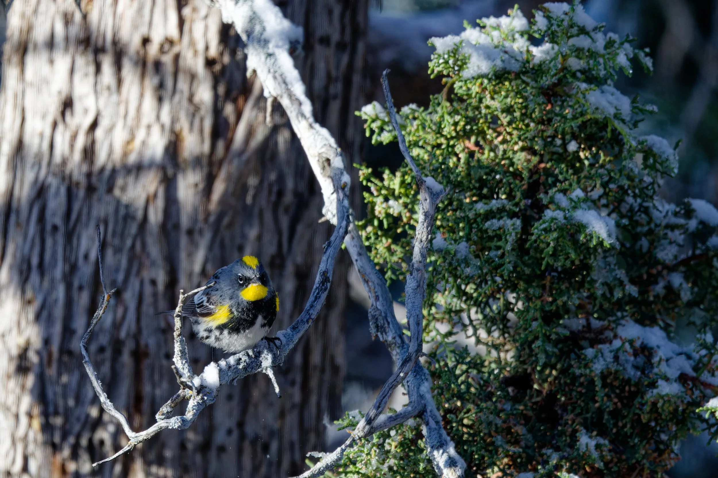 AudubonsWarbler (3).jpg