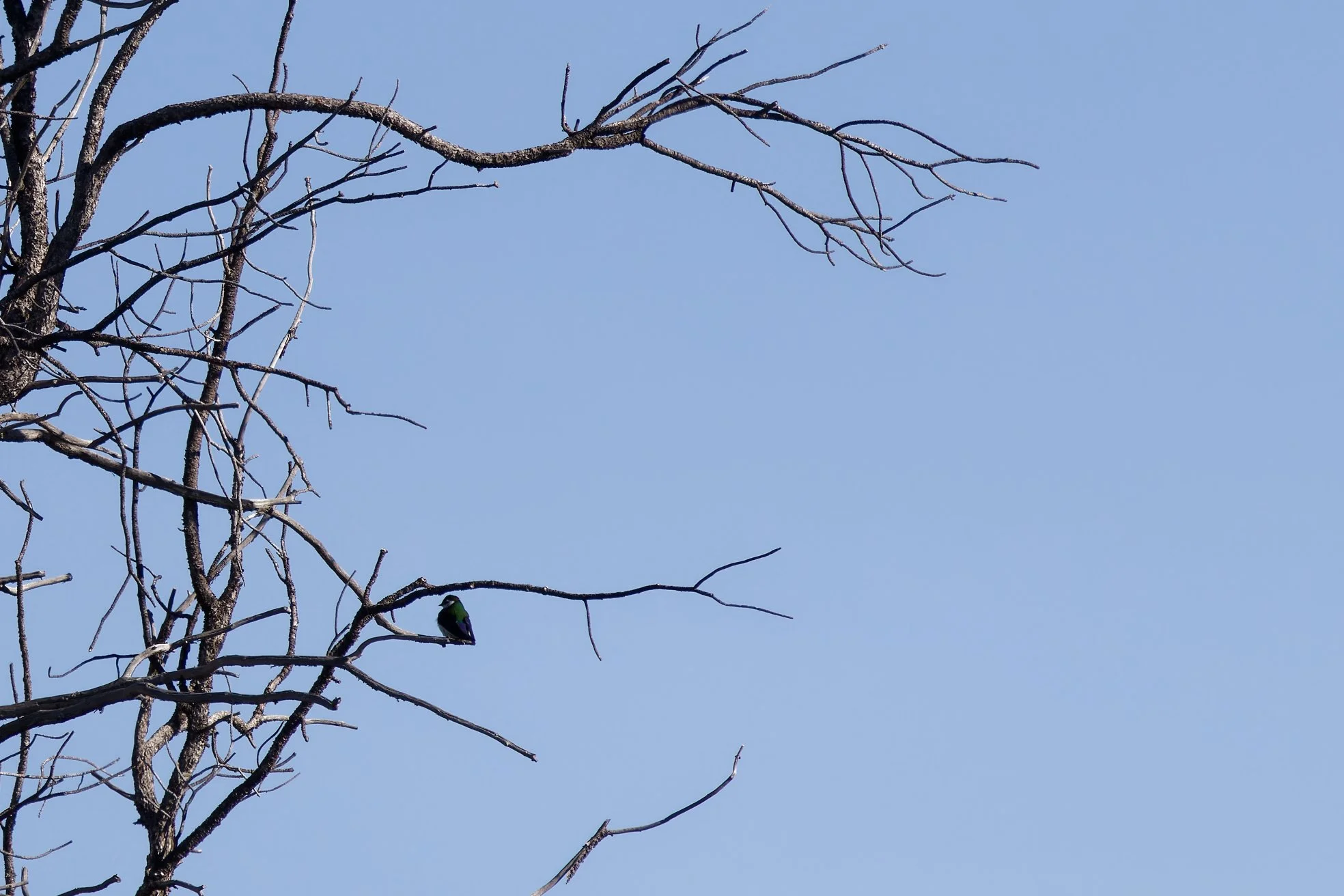 Violet-Green Swallow (1).jpg