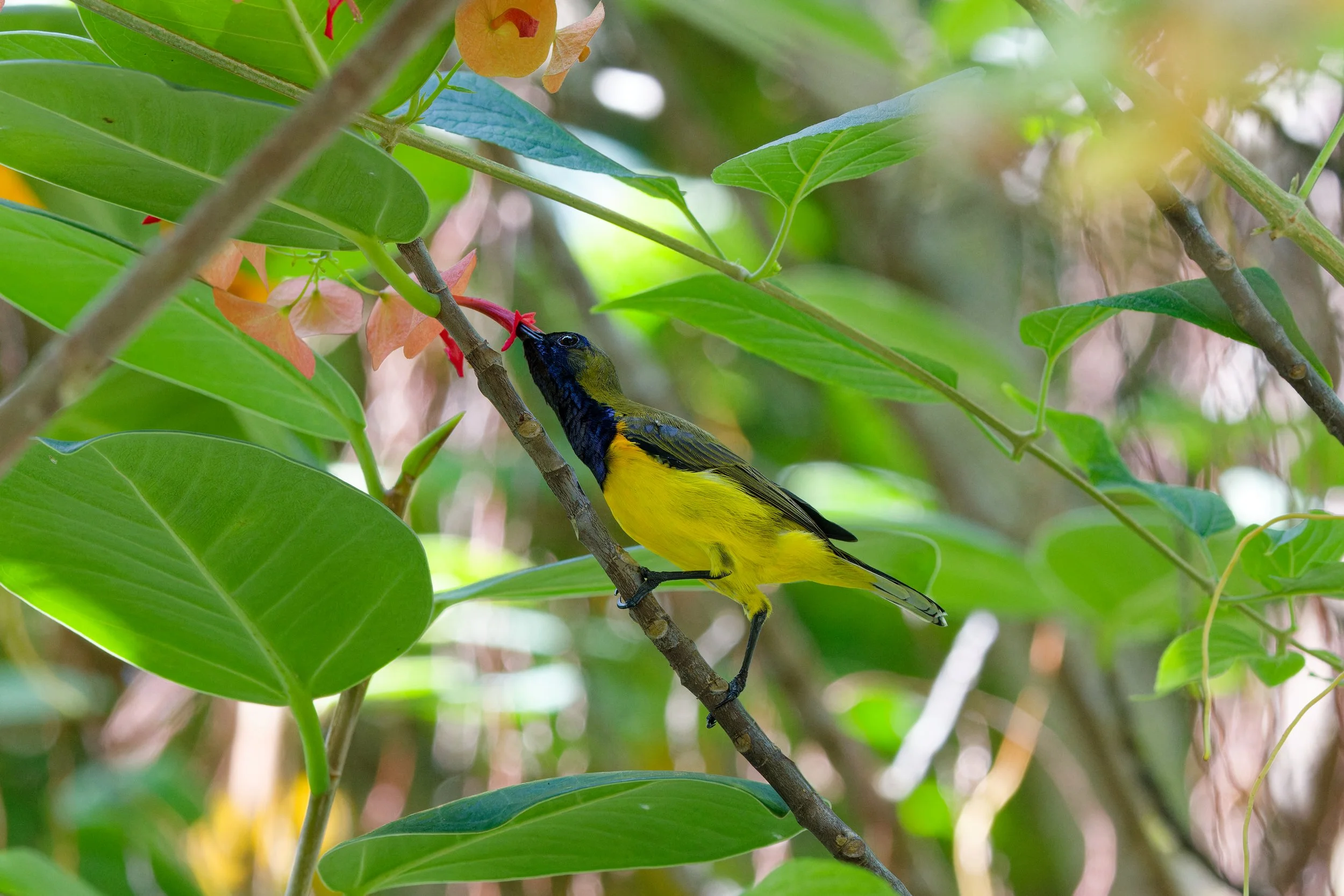 Ornate Sunbird (2).jpg