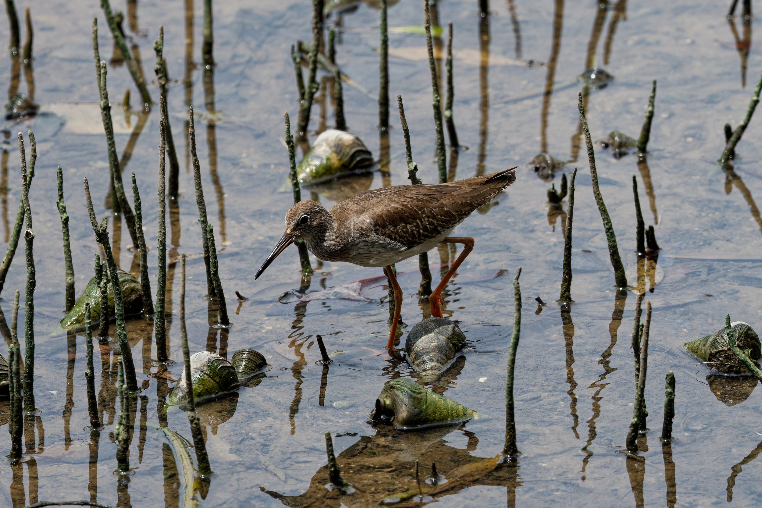 Common Redshank (2).jpg