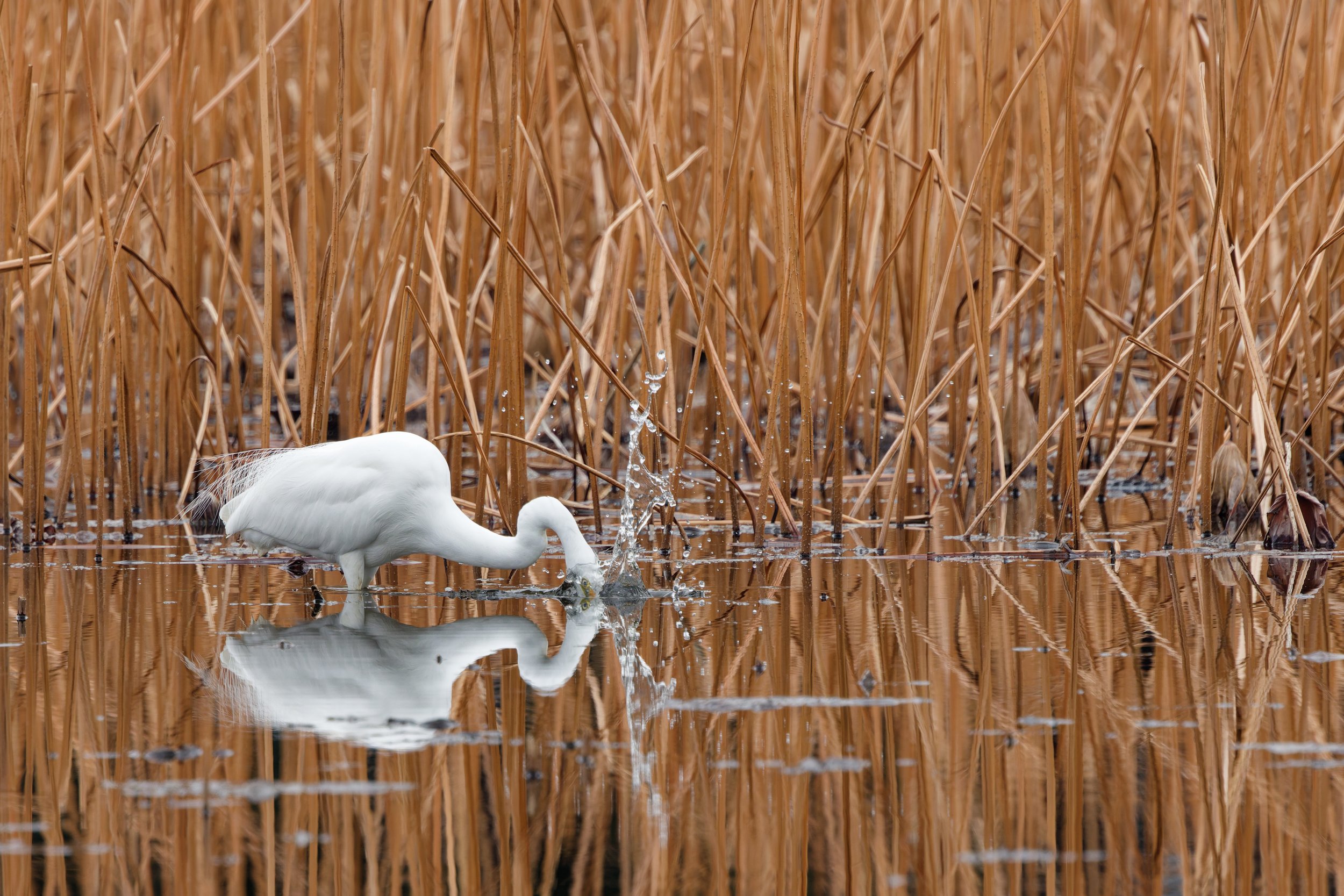 Great Egret (2).jpg