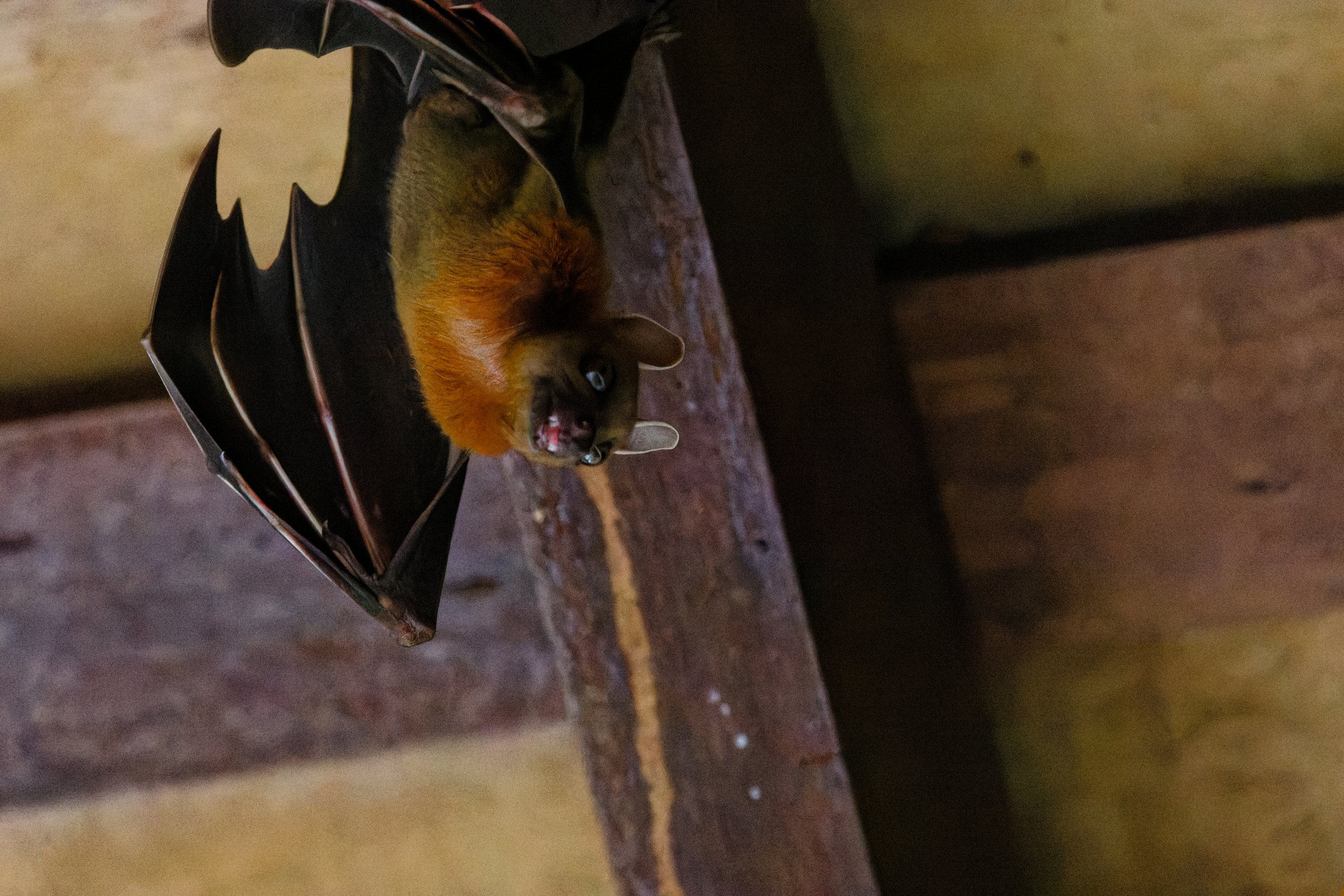 Lesser Short-nosed Fruit Bat (1).jpg