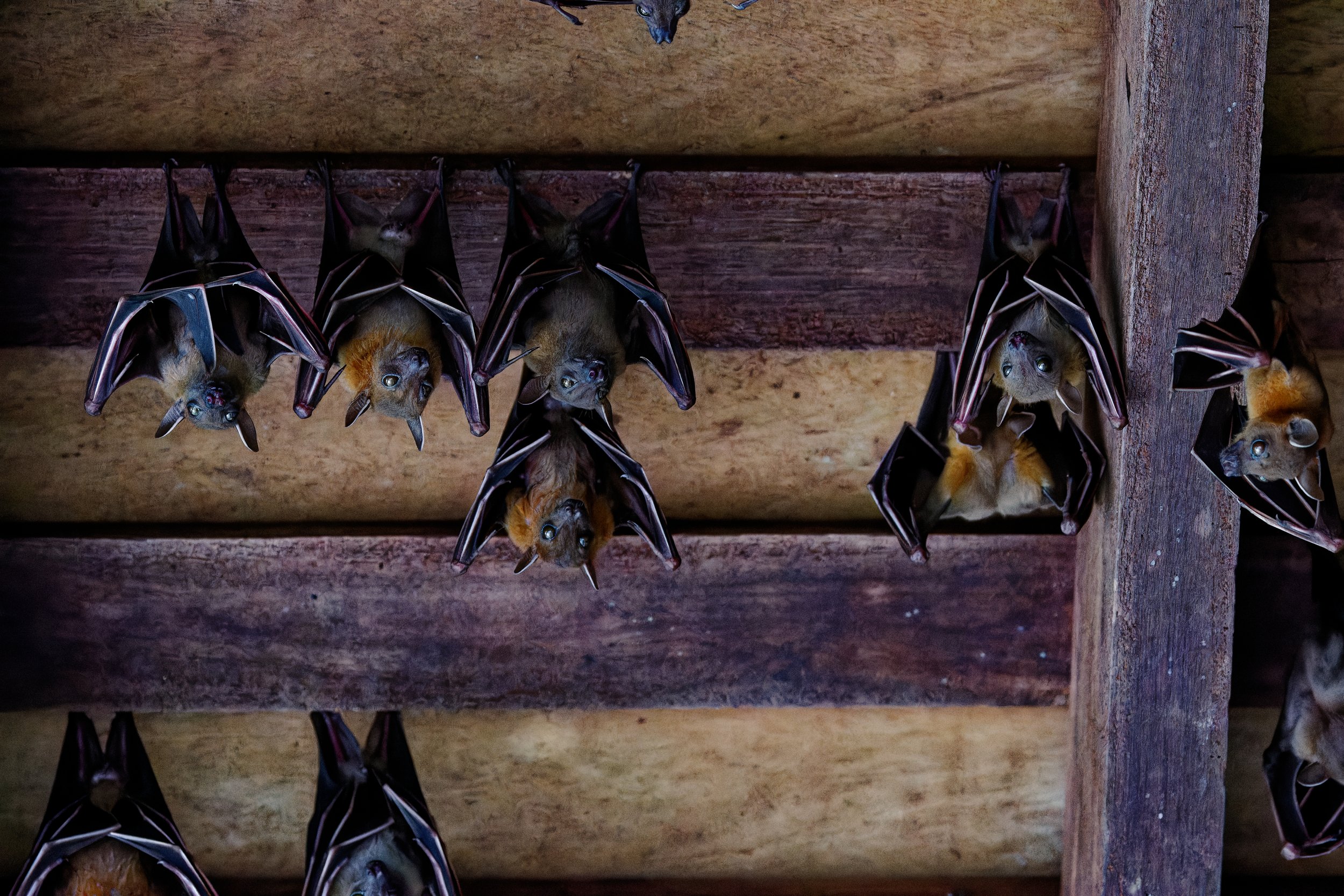 Lesser Short-nosed Fruit Bat (2).jpg