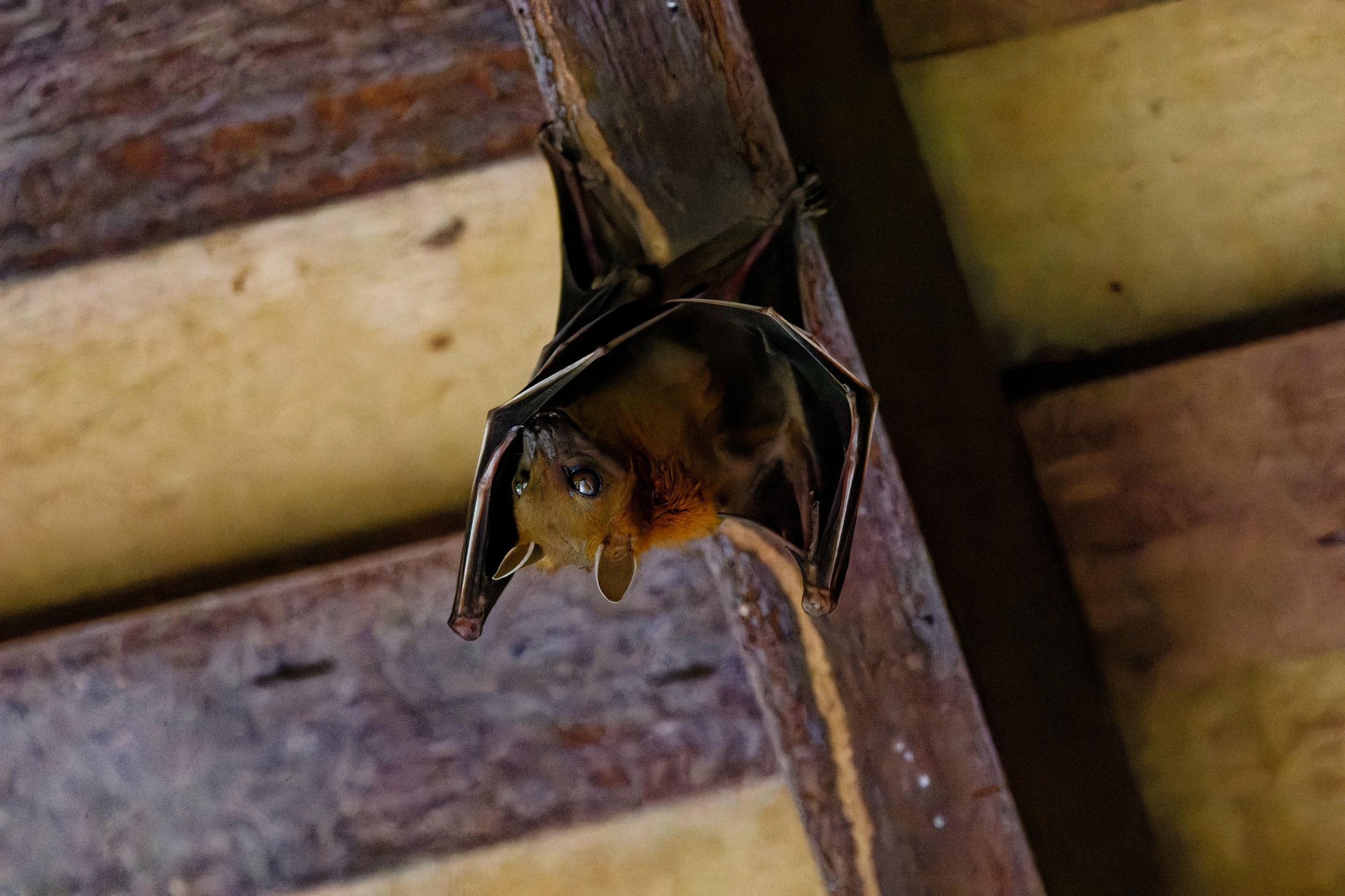 Lesser Short-nosed Fruit Bat (3).jpg