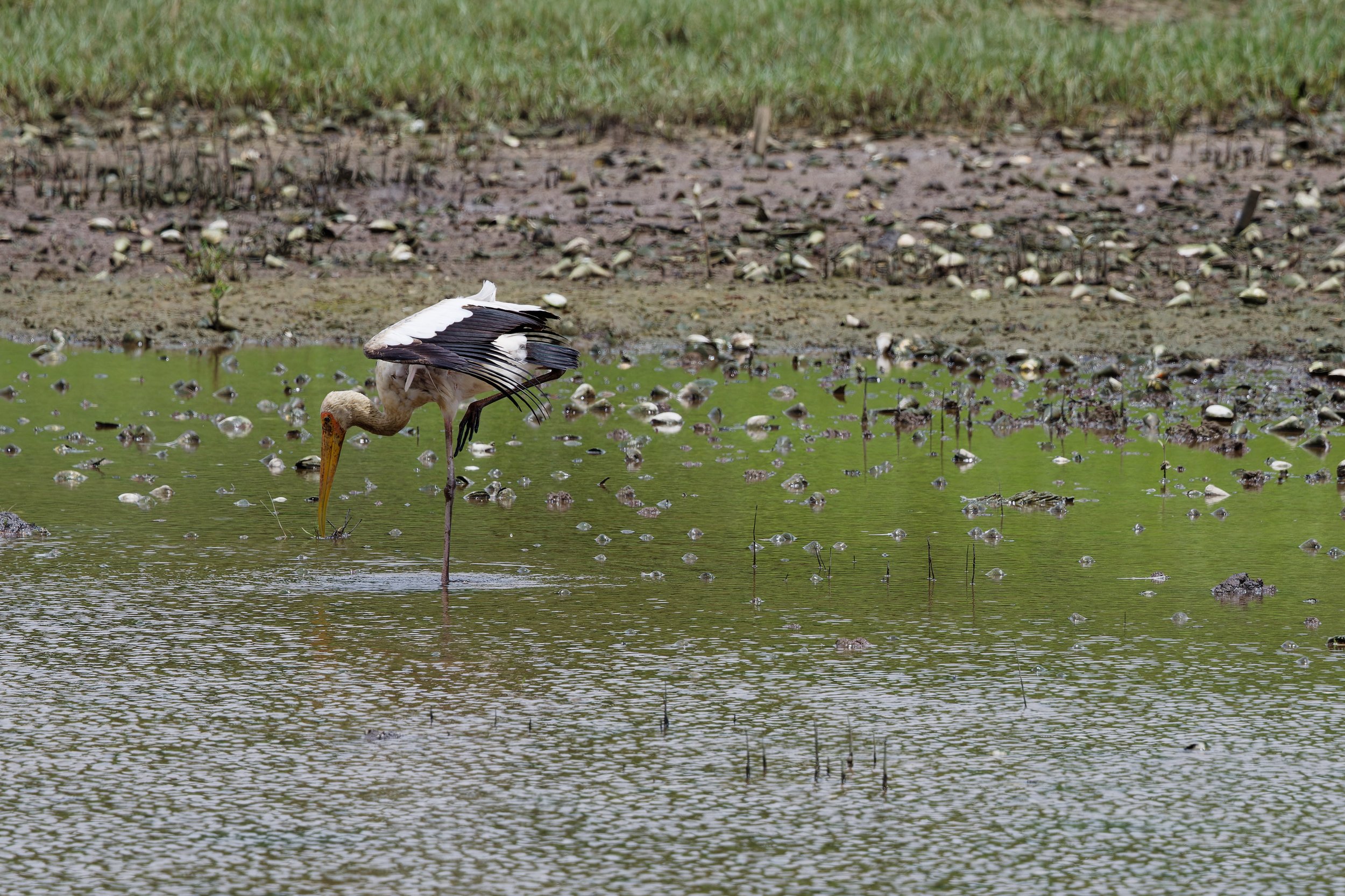 Milky Stork (1).jpg