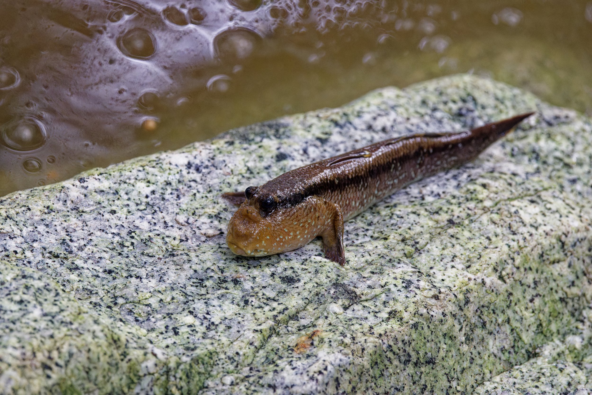Mudskipper.jpg