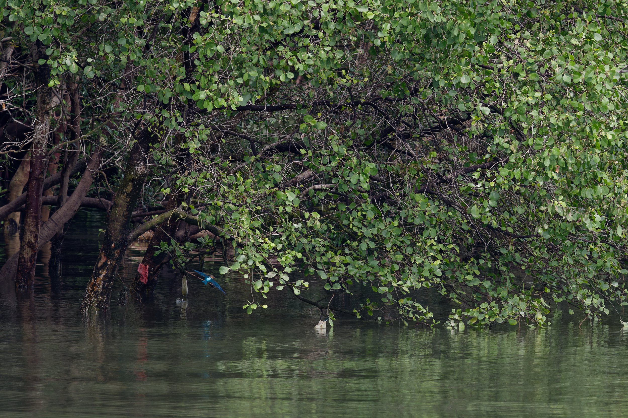 Stork-billed Kingfisher.jpg
