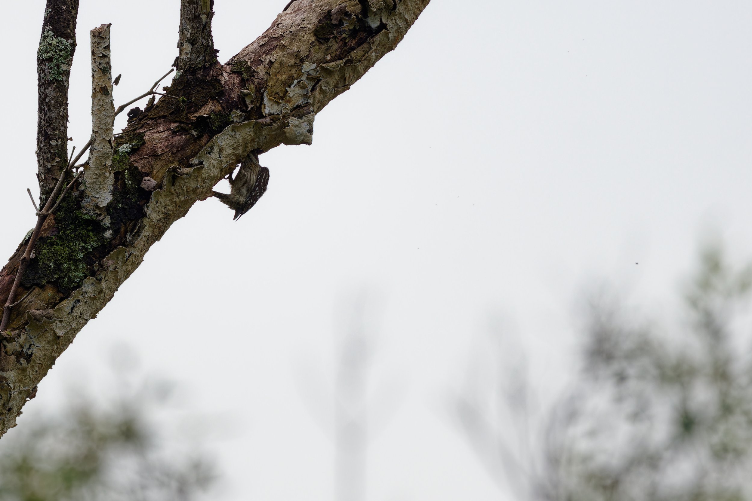 Sunda Pygmy Woodpecker (1).jpg