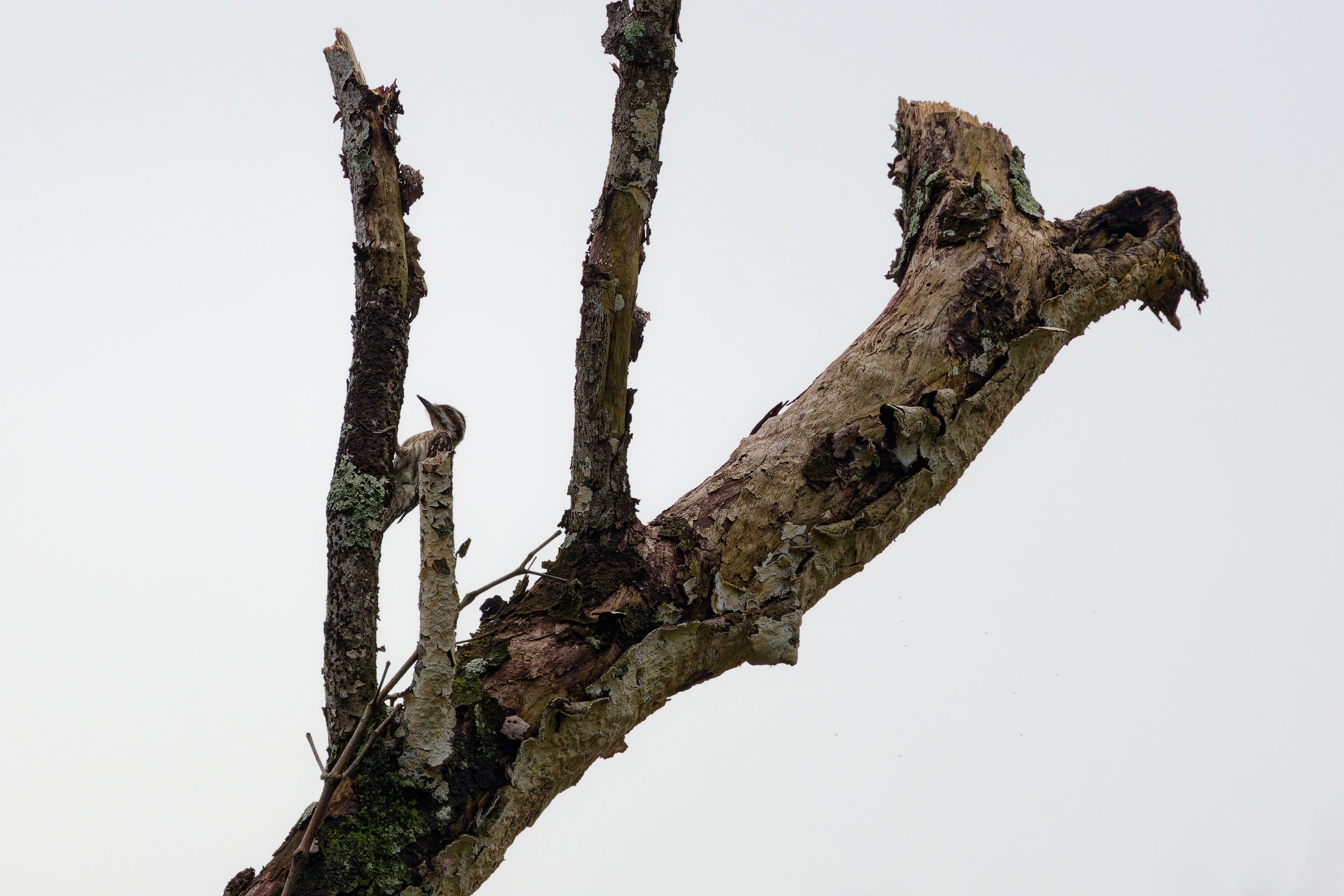 Sunda Pygmy Woodpecker (2).jpg