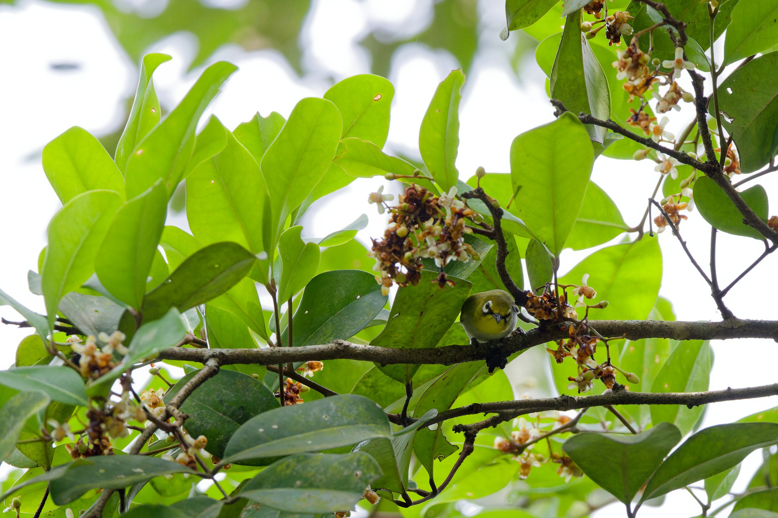 Swinhoe's White-eye (2).jpg