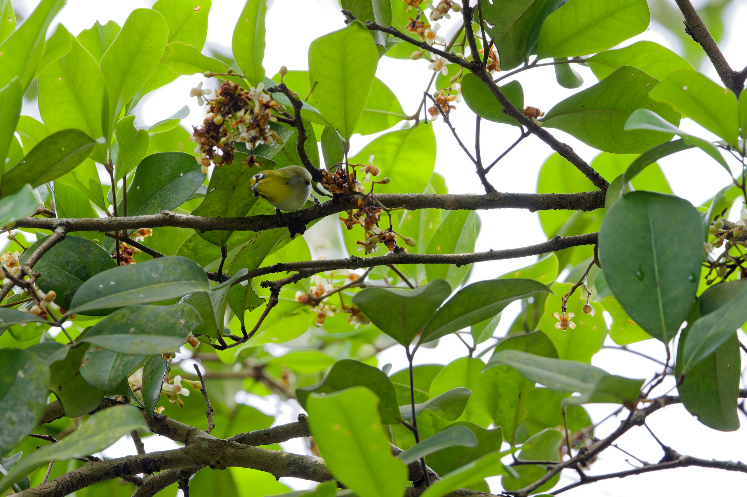 Swinhoe's White-eye (1).jpg